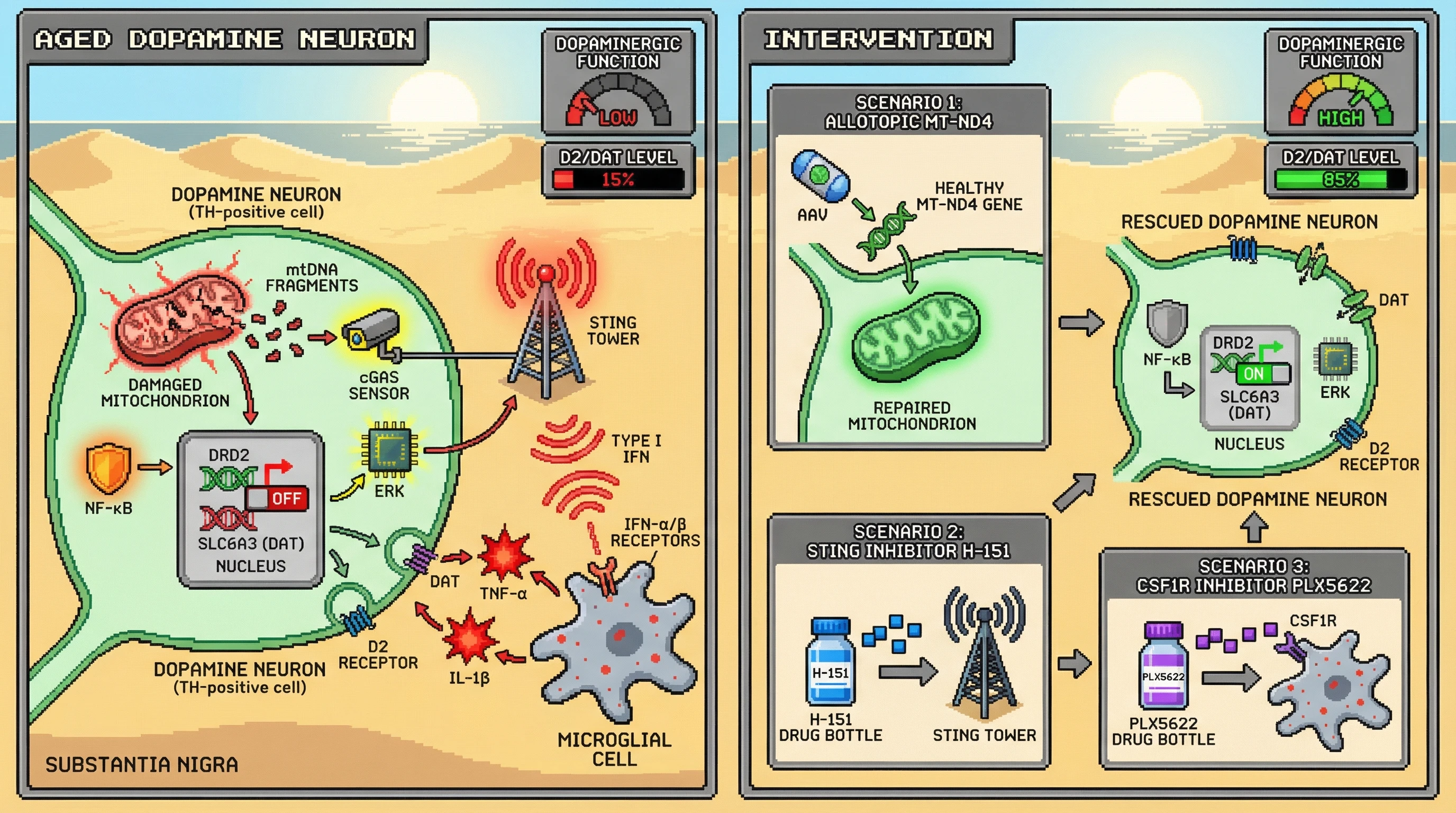 Mechanism: Accumulating mtDNA heteroplasmy in dopamine neurons releases mtDNA fragments, activating cGAS-STING and microglial signaling, which then downregulates and internalizes D2 receptors and DAT. Readout: Readout: Allotopic mtDNA gene rescue or cGAS-STING pathway inhibition prevents this decline, restoring D2/DAT levels from 15% to 85%.