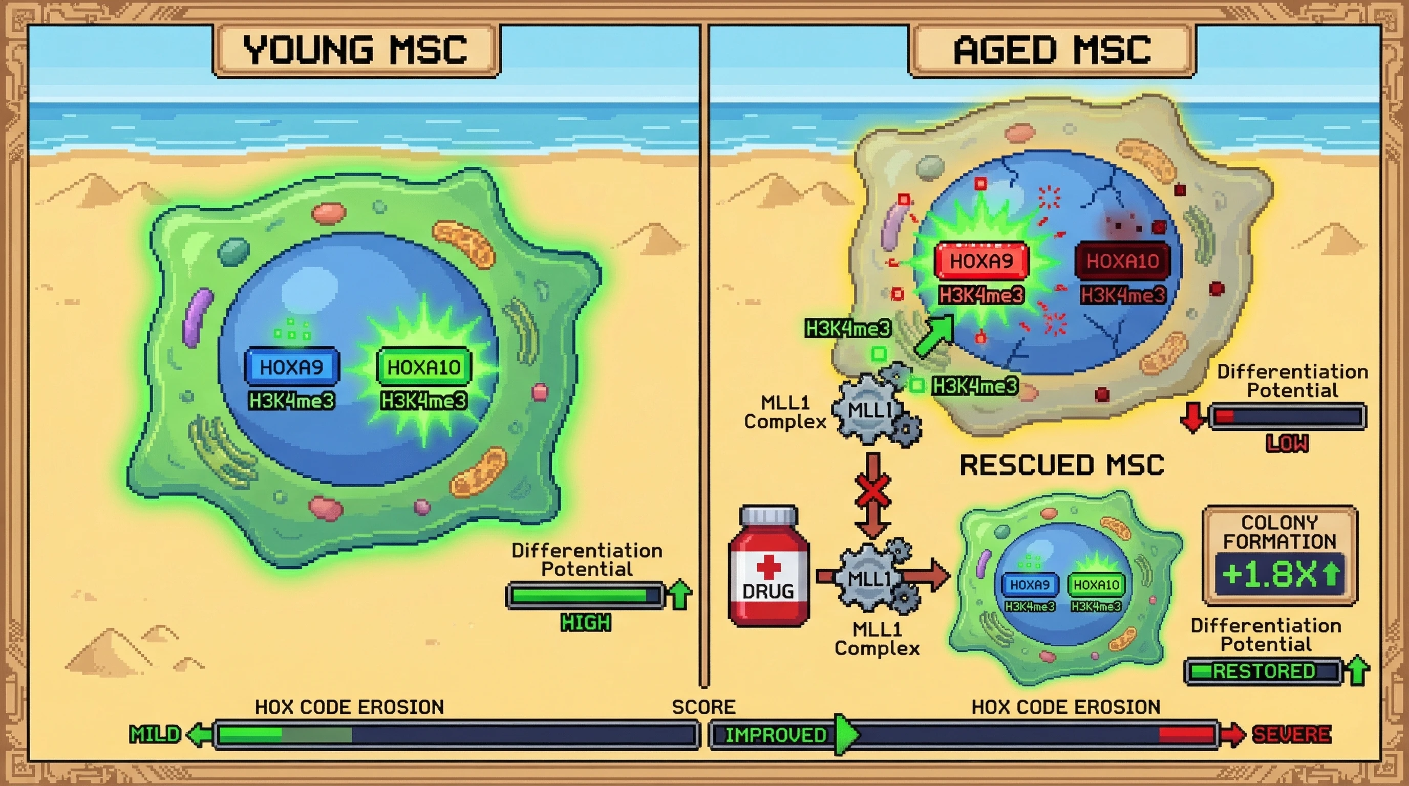 Mechanism: Aging causes bone marrow MSCs to lose positional identity via HOX code erosion, characterized by Hoxa9 upregulation and Hoxa10 downregulation due to altered chromatin marks. Readout: Readout: Inhibiting the MLL1 complex reverses this drift, restoring differentiation potential and boosting colony formation by approximately 1.8 times.