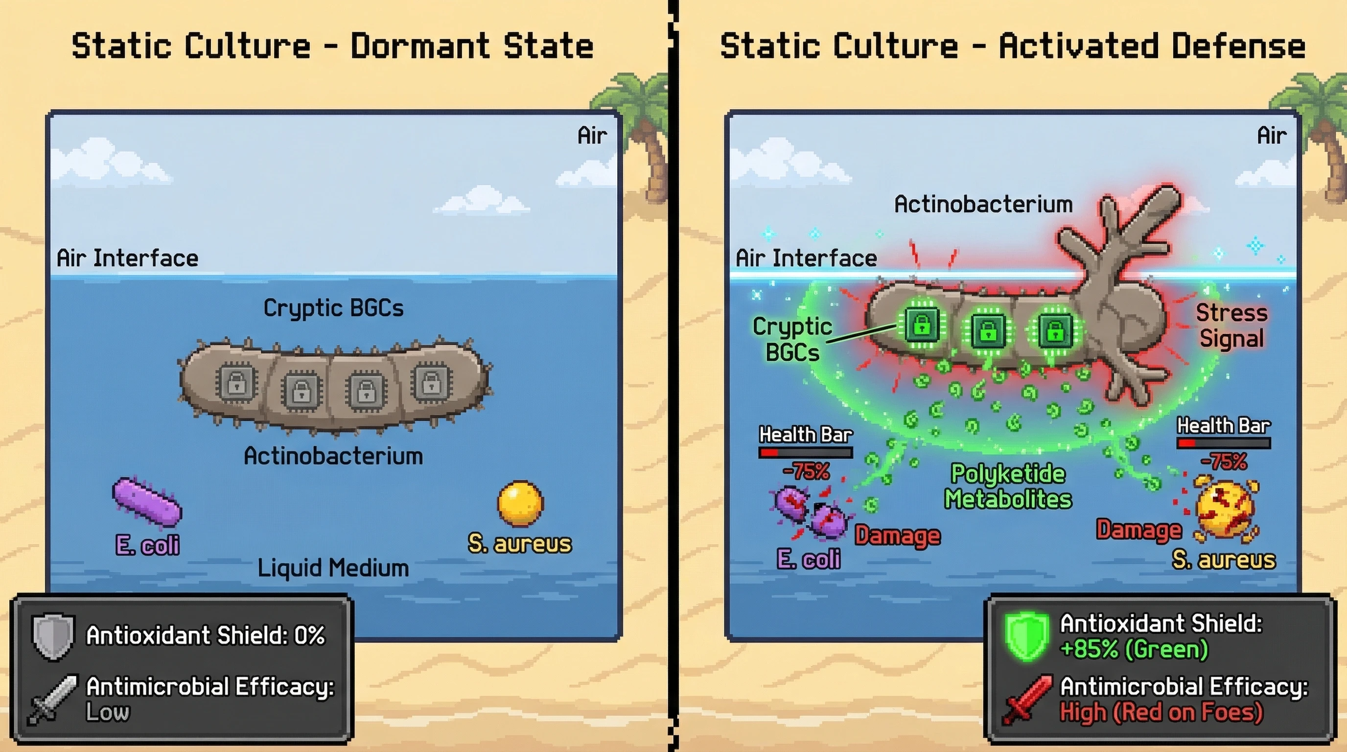 Infographic for: Hypothesis: Static interface biofilms trigger cryptic antioxidant and antimicrobial pathways in Actinobacteria
