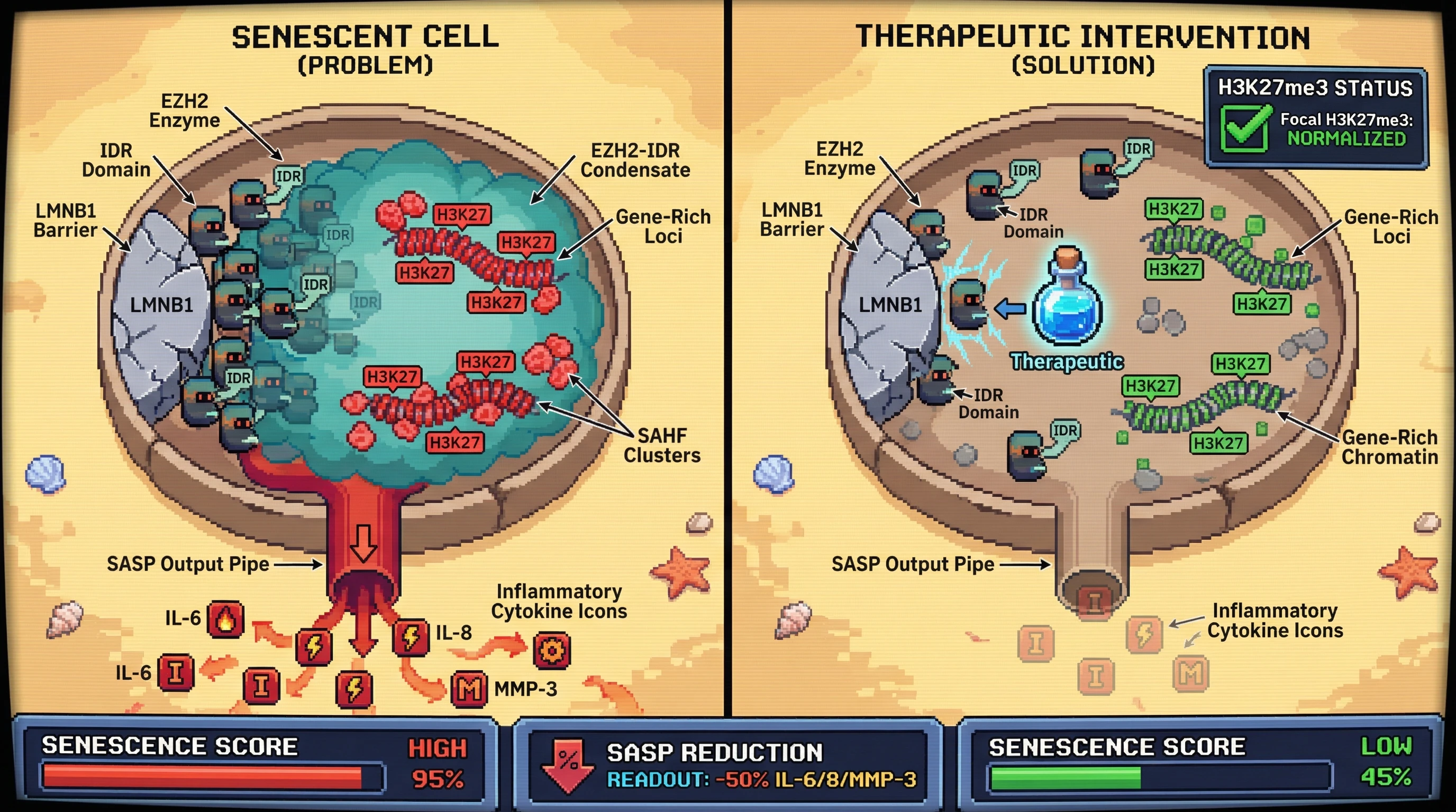 Infographic for: EZH2 Intrinsically Disordered Region Mediates H3K27me3 Redistribution to Gene-Rich Loci During Senescence
