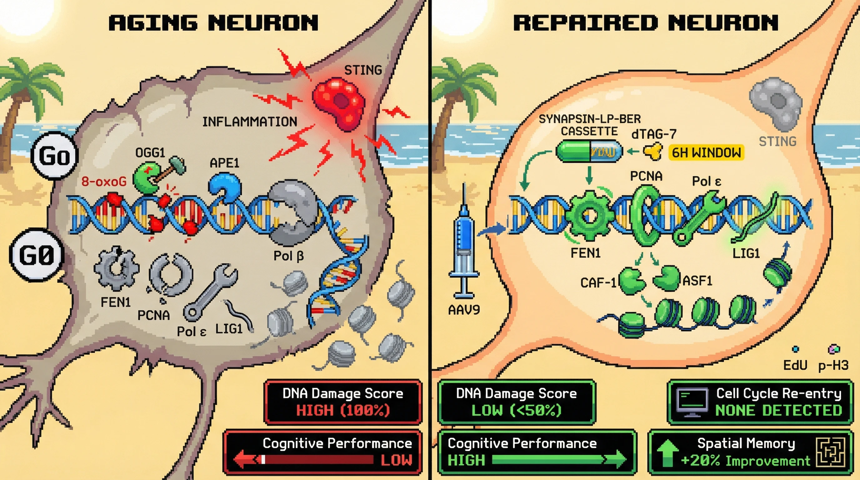 Mechanism: Inducible expression of the full LP-BER cassette (FEN1, PCNA, Pol ε, LIG1) in neurons restores DNA repair and chromatin integrity, preventing STING-mediated inflammation. Readout: Readout: Neurons show a significant reduction in 8-oxoG levels, no cell-cycle re-entry, and improved spatial memory.