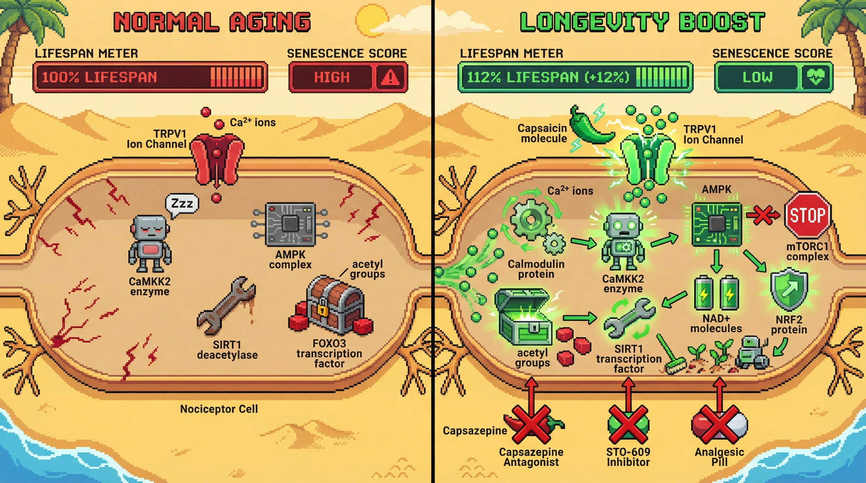 Infographic for: Intermittent TRPV1‑driven calcium signaling promotes longevity through CaMKK2‑AMPK‑SIRT1 axis
