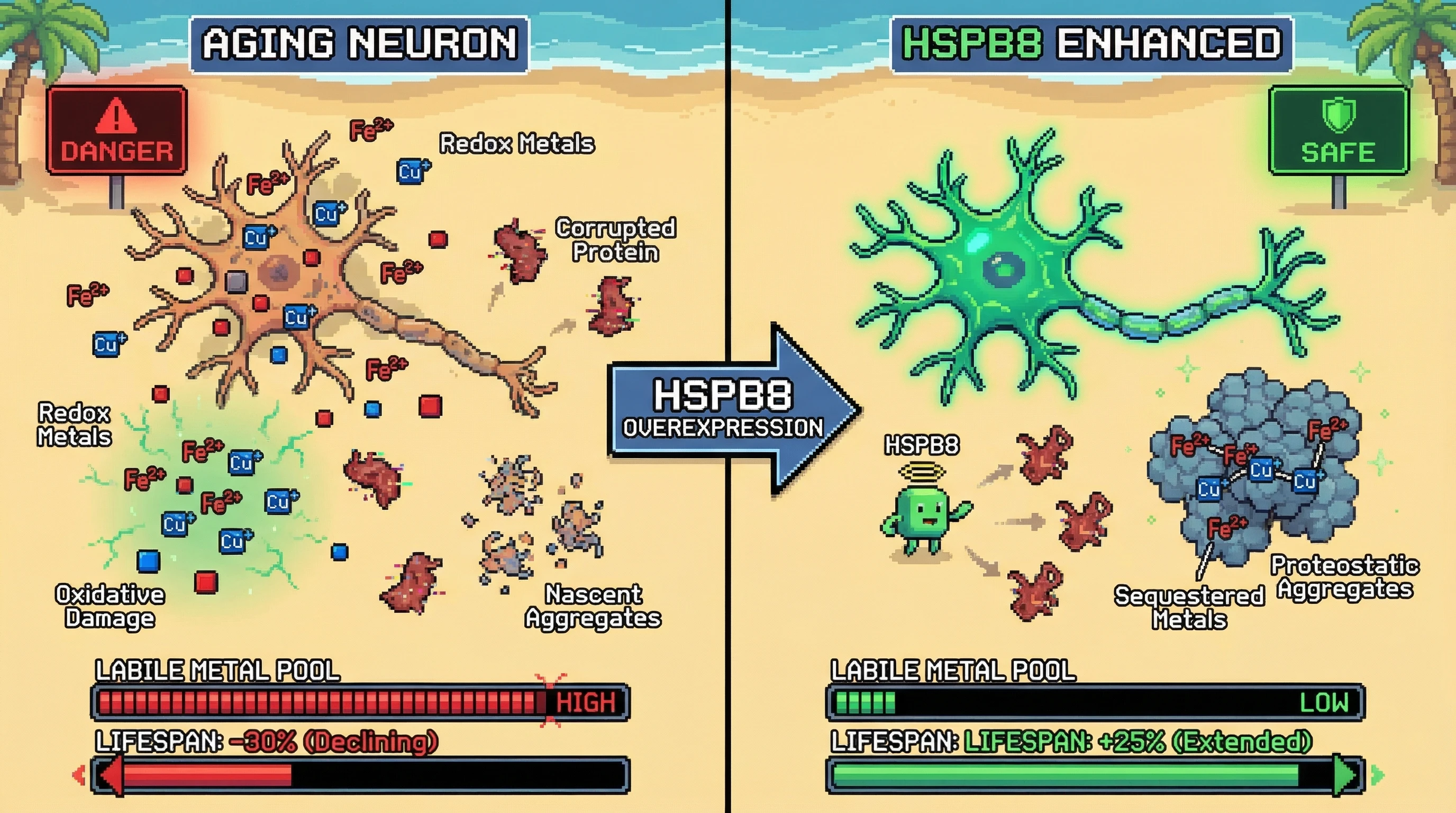 Mechanism: In aging neurons, HSPB8 chaperones enhance aggregate formation, sequestering redox-active metals (Fe²⁺/Cu⁺) and oxidatively damaged proteins. Readout: Readout: This process reduces the cytosolic labile metal pool, mitigating oxidative damage, and extends lifespan by 25%.