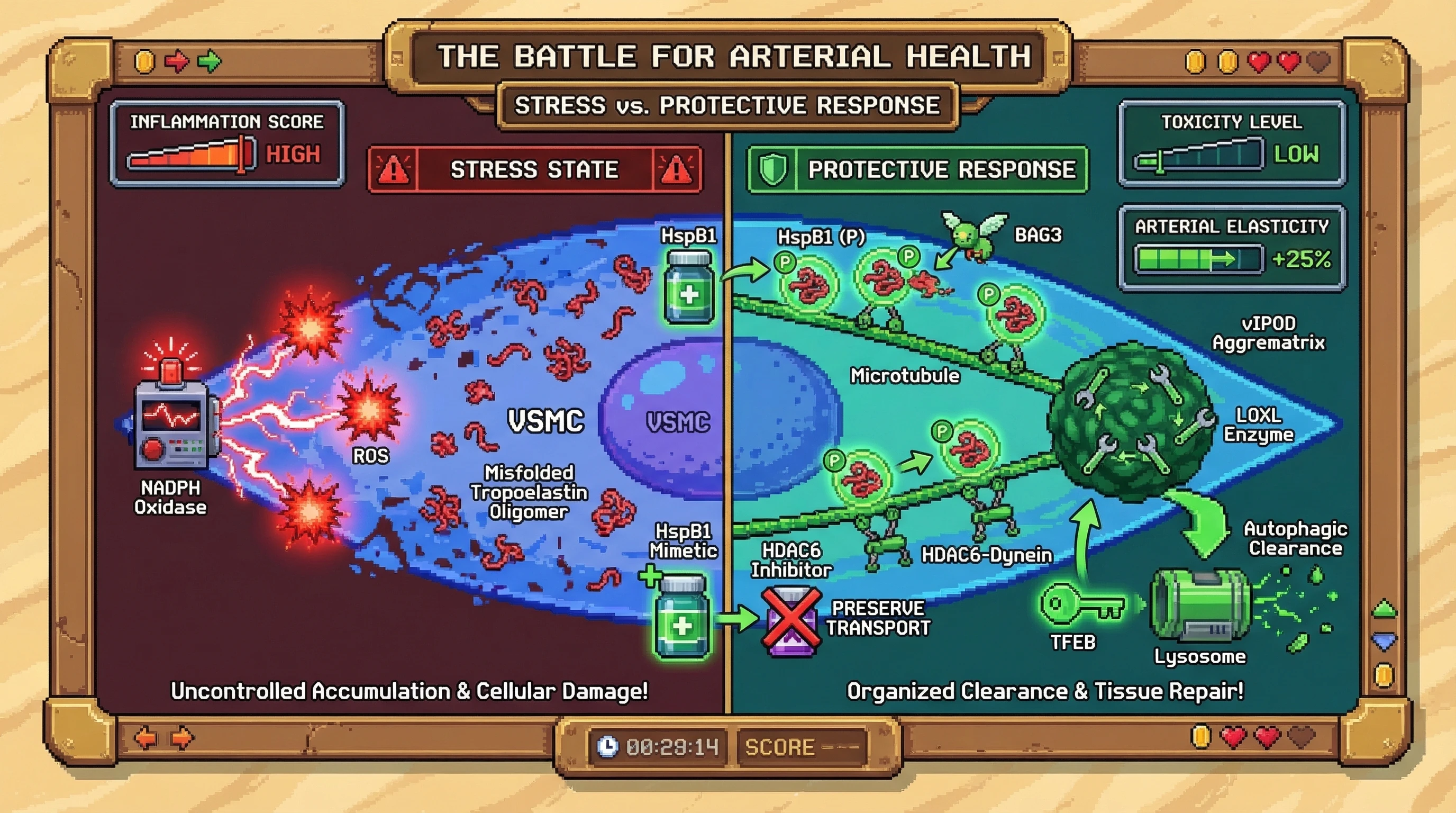 Mechanism: Under vascular stress, VSMCs actively sequester misfolded tropoelastin into a protective vIPOD aggrematrix via HspB1 and HDAC6-dynein, which is then cleared by autophagy. Readout: Readout: This organized response reduces soluble oligomer toxicity and arterial stiffening, with HspB1 mimetics enhancing elasticity by 25%.