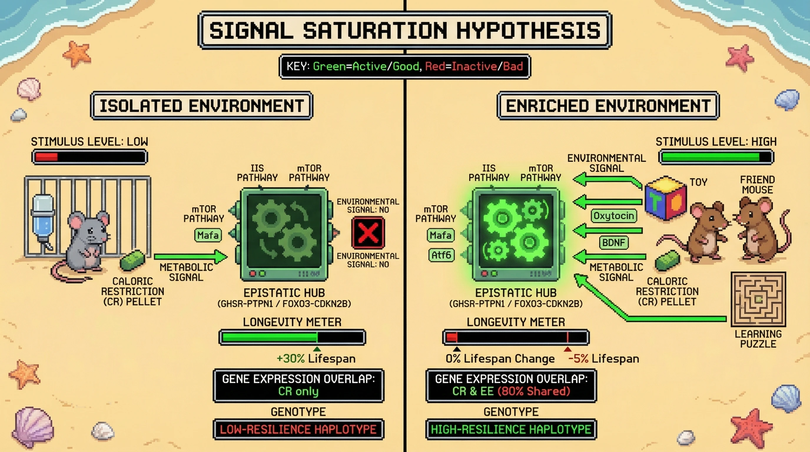 Mechanism: Caloric Restriction (CR) and Environmental Enrichment (EE) converge on shared epistatic genetic hubs (GHSR-PTPN1, FOXO3-CDKN2B) within the IIS and mTOR pathways. Readout: Readout: In enriched environments with protective haplotypes, CR provides no additional lifespan benefit, as the longevity signal is already saturated by EE.