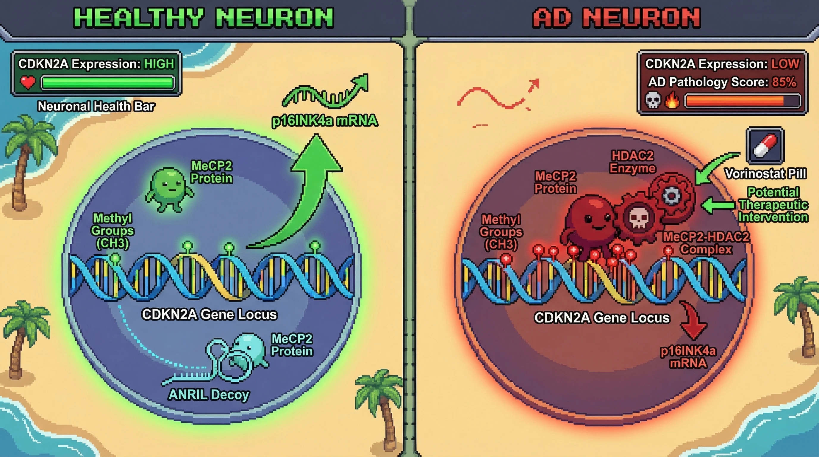 Mechanism: In Alzheimer's disease neurons, increased DNA methylation at CDKN2A recruits the MeCP2-HDAC2 complex, repressing p16INK4a transcription. Readout: Readout: This leads to low CDKN2A expression and high AD pathology, contrasting with healthy neurons where ANRIL decoys prevent repression.