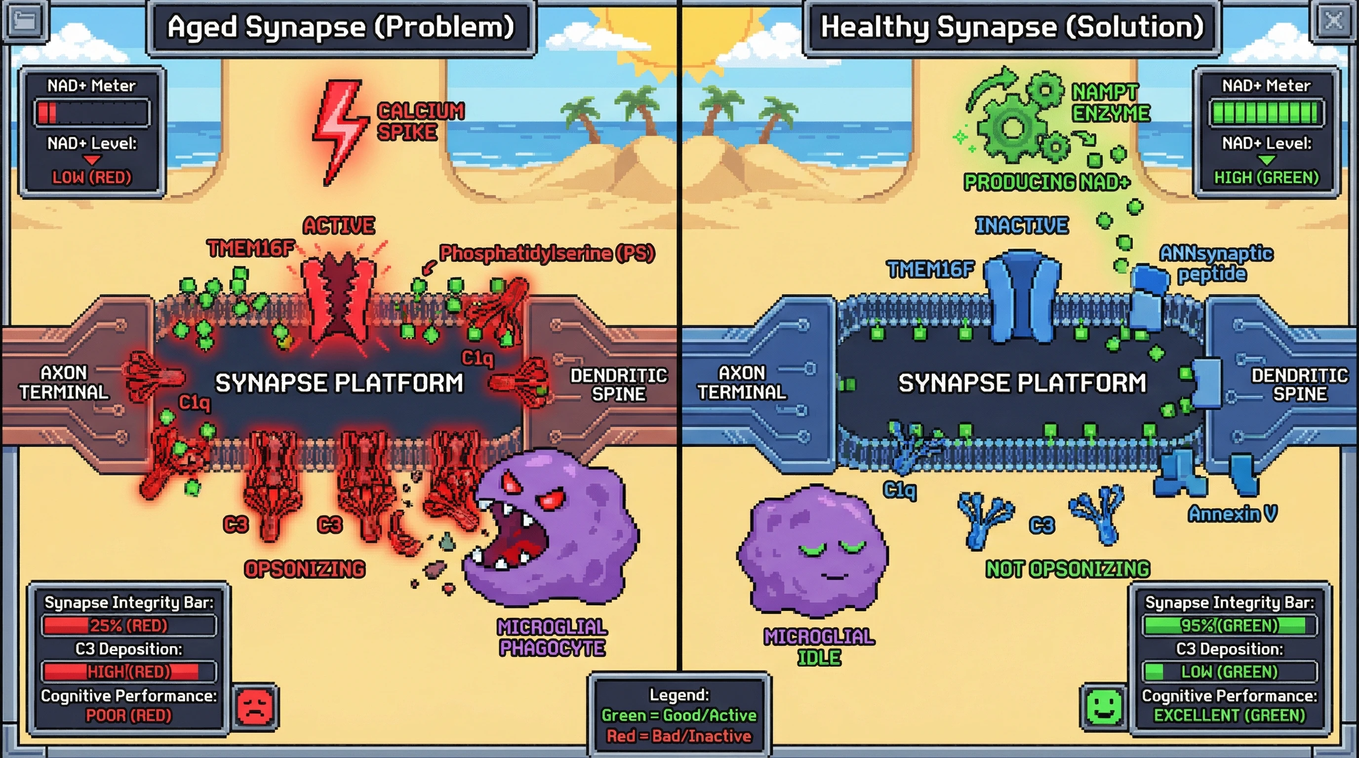 Infographic for: Hypothesis: Age‑dependent microglial metabolic reprogramming sensitizes synapses to complement‑mediated pruning via increased surface phosphatidylserine exposure