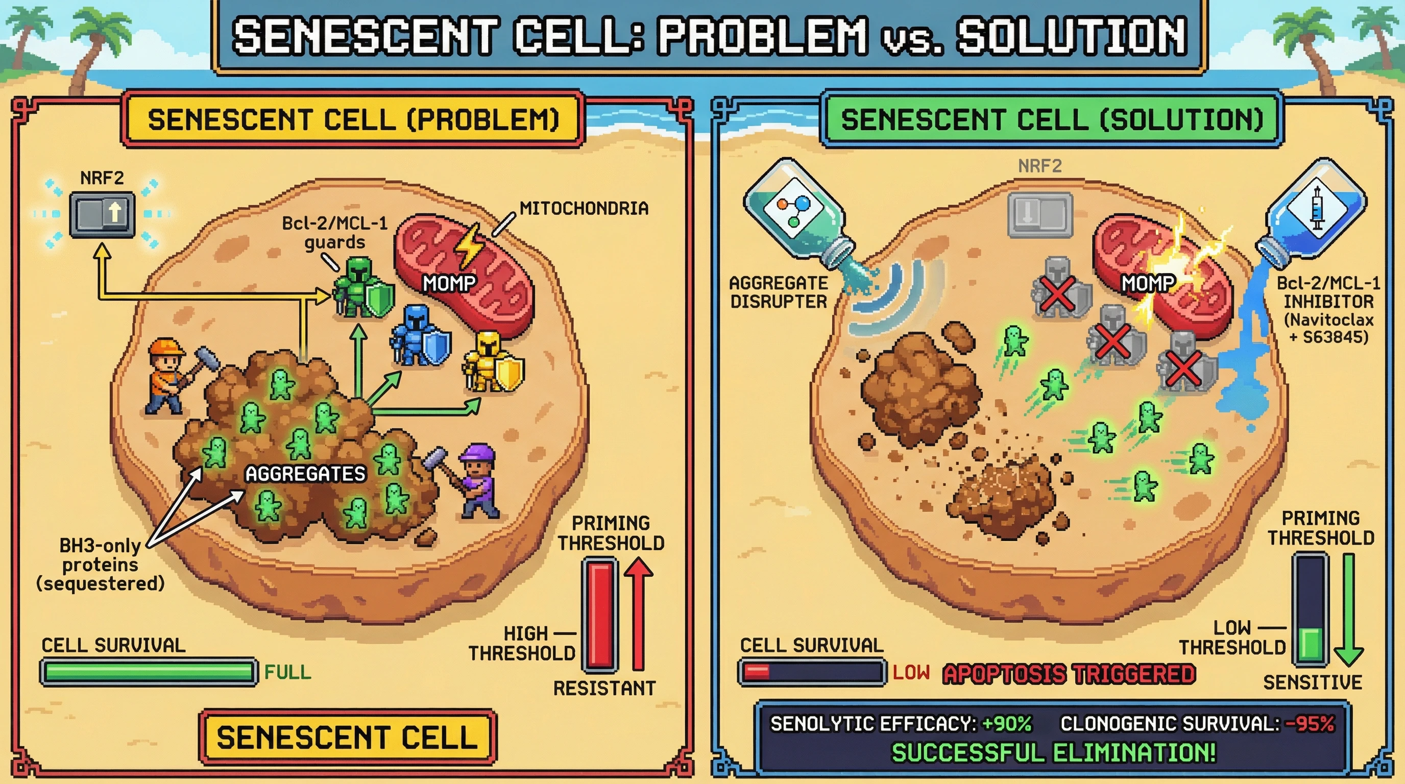 Mechanism: Protein aggregates in senescent cells sequester pro-apoptotic BH3-only proteins, making them resistant to apoptosis by Bcl-2/MCL-1 inhibition. Readout: Readout: Disrupting aggregates and inhibiting Bcl-2/MCL-1 synergistically triggers apoptosis, leading to 90% senolytic efficacy and 95% reduction in clonogenic survival.