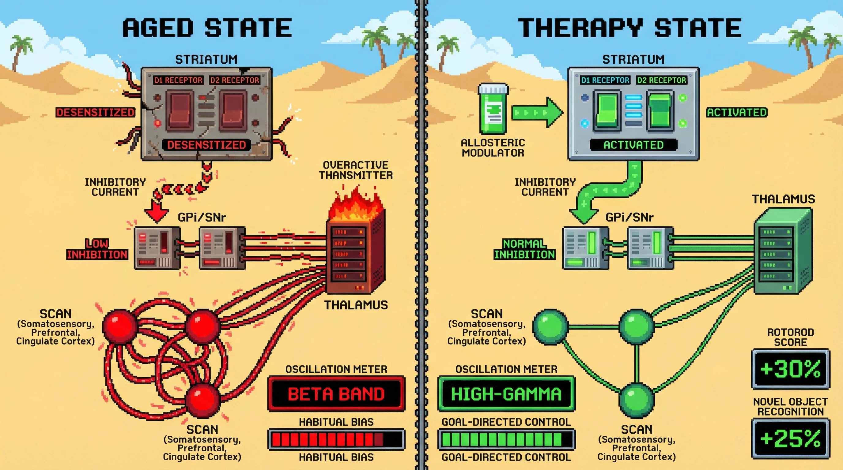 Infographic for: Age‑dependent striatal receptor desensitization drives SCAN hyperconnectivity via thalamic disinhibition, predicting habitual behavior onset in pre‑symptomatic Parkinson's disease