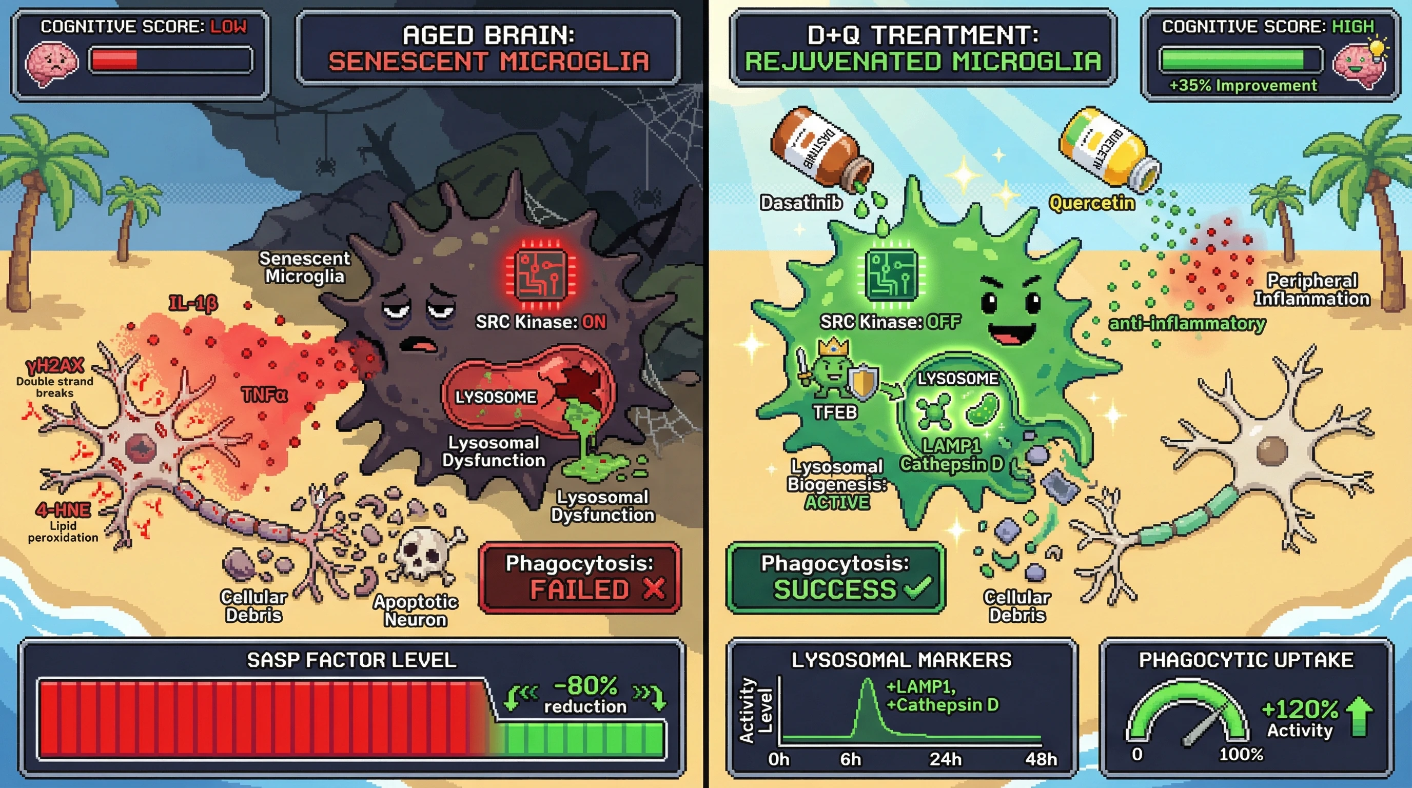 Infographic for: Intermittent Senolytic Therapy Restores Microglial Phagocytic Capacity via Lysosomal Reprogramming, Not by Evicting Inefficient Neurons