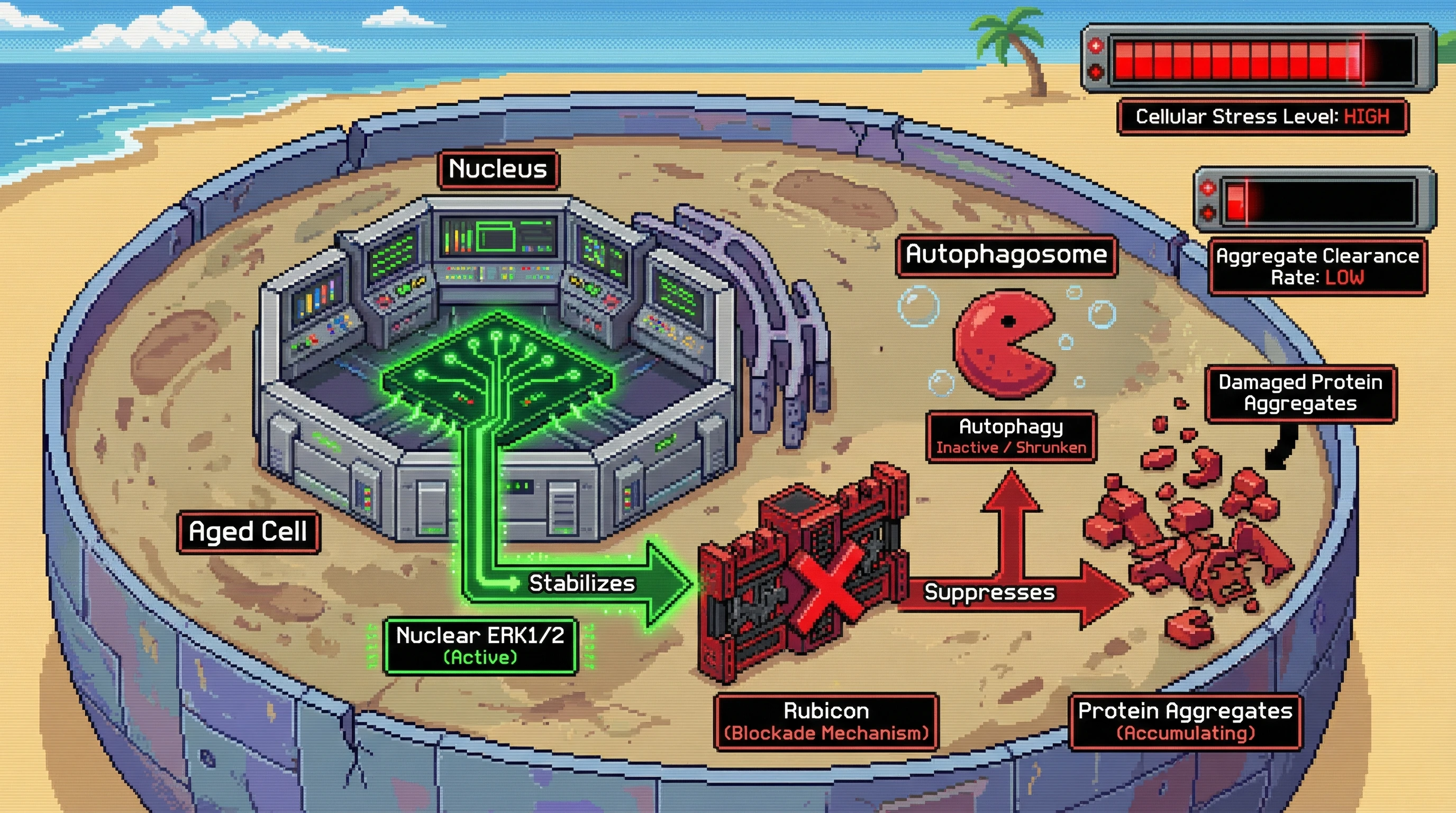 Infographic for: Nuclear ERK1/2 stabilizes Rubicon to actively suppress autophagy and preserve damaged protein aggregates as a stress-buffer in aged cells