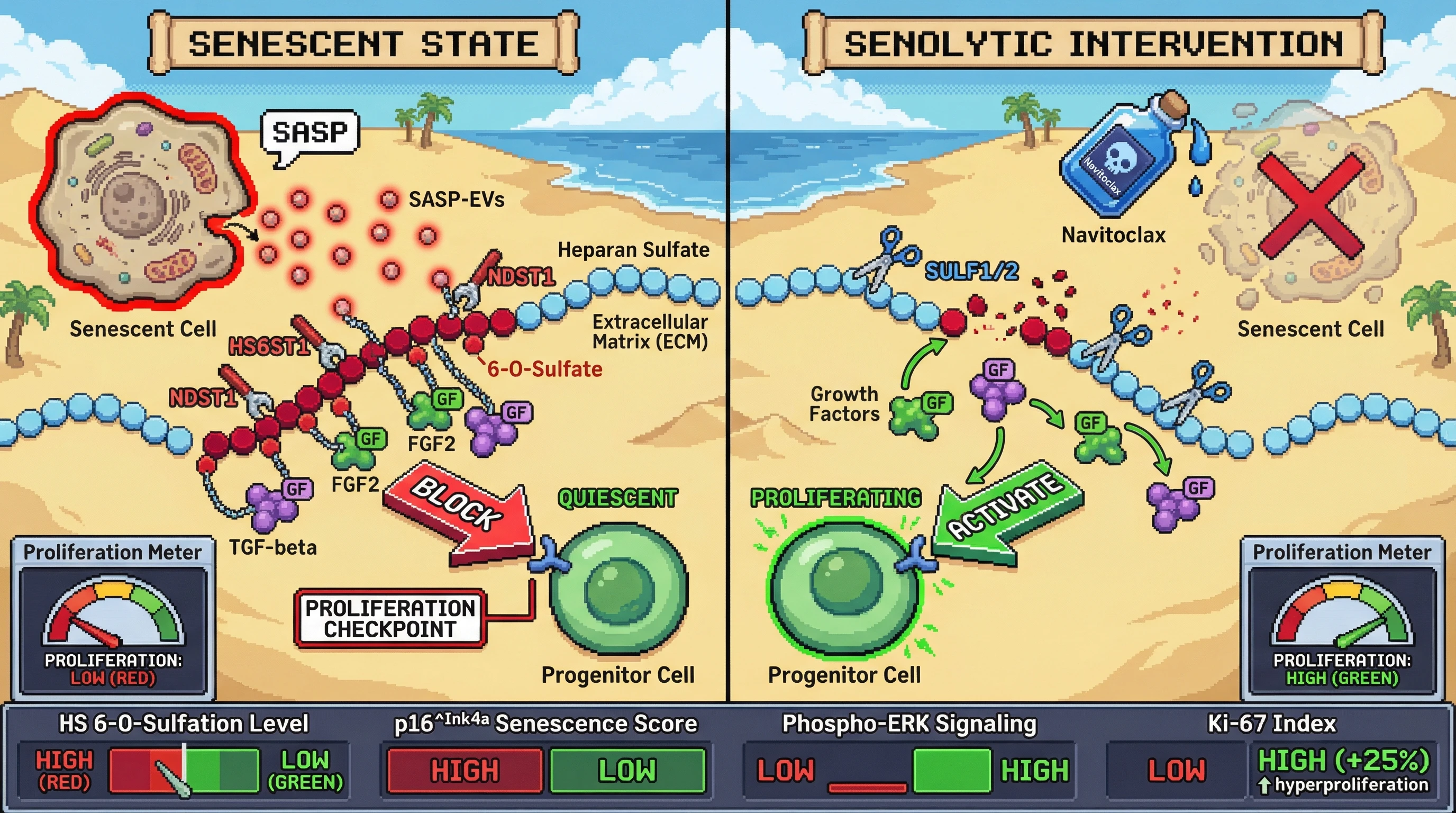 Mechanism: Senescent cells secrete EVs with sulfotransferases that increase heparan sulfate 6-O-sulfation, sequestering growth factors and imposing a proliferation checkpoint on neighboring progenitor cells. Readout: Senolytic removal of these cells liberates growth factors, leading to unrestrained proliferation.