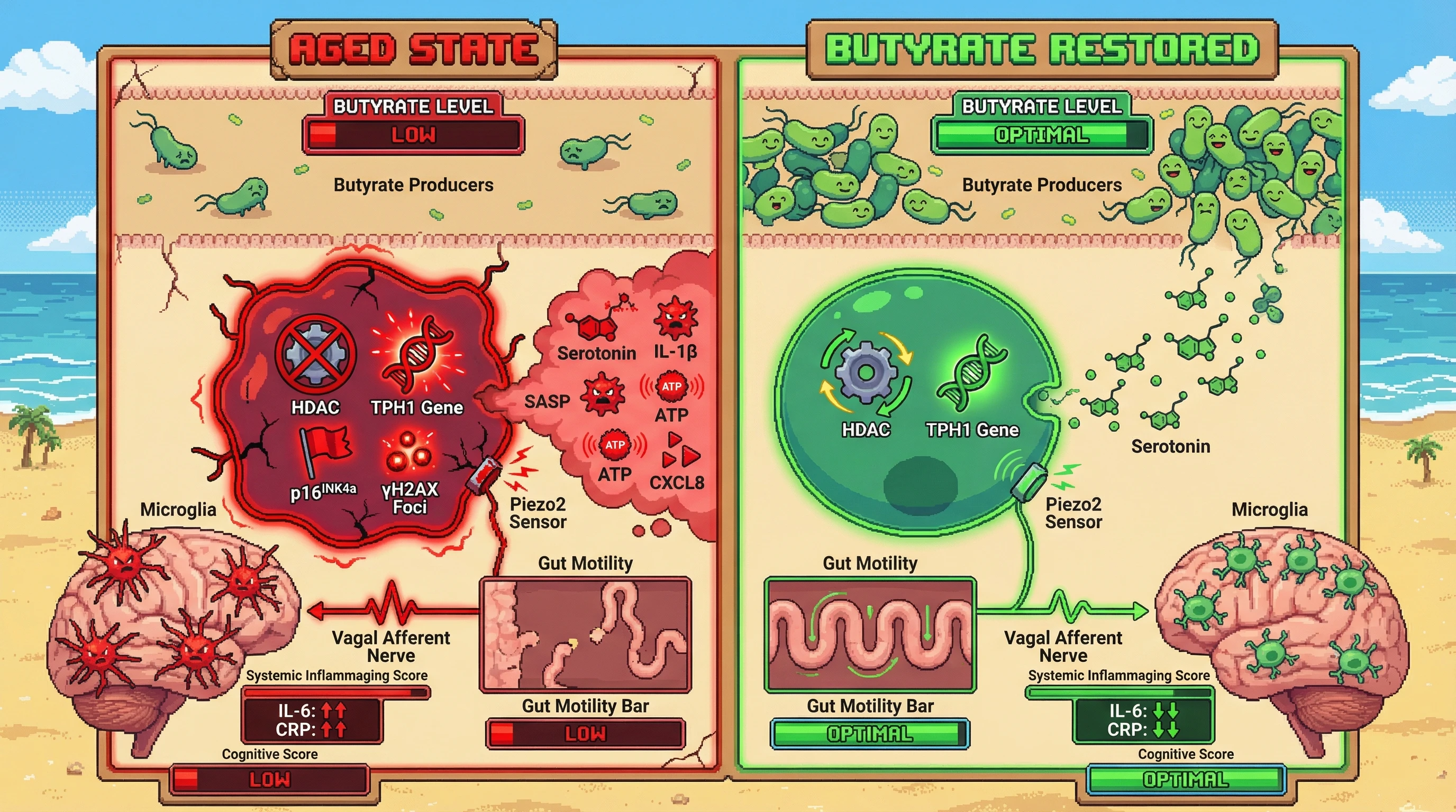 Mechanism: Age-related decline in gut butyrate reduces HDAC inhibition in EC cells, leading to senescence and aberrant signaling that primes central microglia. Readout: Readout: Butyrate restoration decreases EC cell senescence markers, normalizes gut motility, and attenuates systemic inflammaging and cognitive decline.