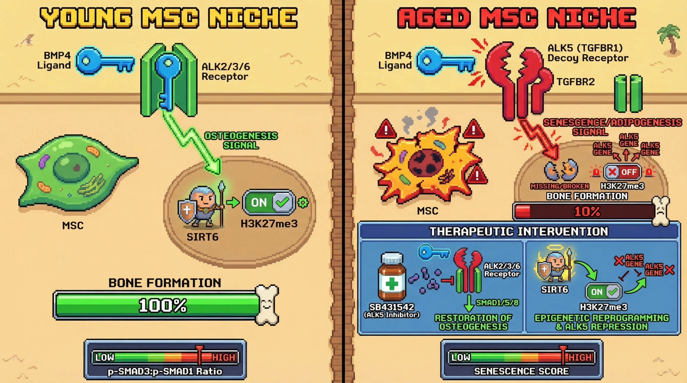 Infographic for: The Decoy-Receptor Drift: Does ALK5 Sequestration of BMP Ligands Drive the Osteo-Adipogenic Switch in the Aged Niche?