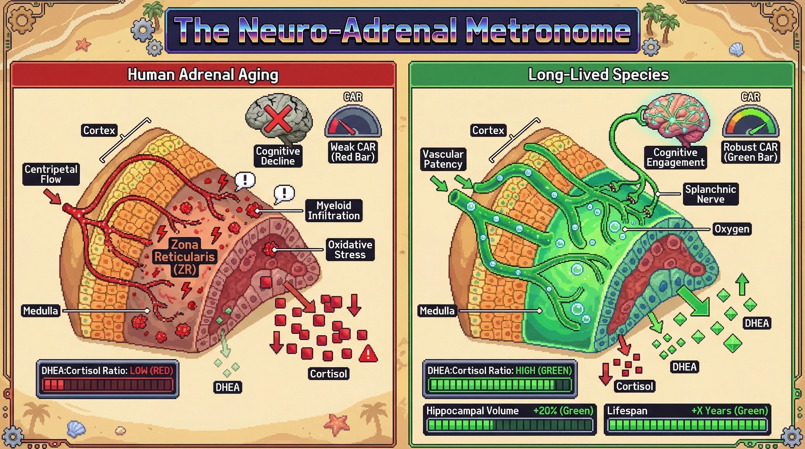 Mechanism: Cognitive engagement in long-lived species drives splanchnic nerve activity, maintaining adrenal zona reticularis (ZR) vascular patency and a high DHEA:Cortisol ratio. Readout: Readout: This preserves hippocampal volume and contributes to enhanced cognitive acuity and increased lifespan.