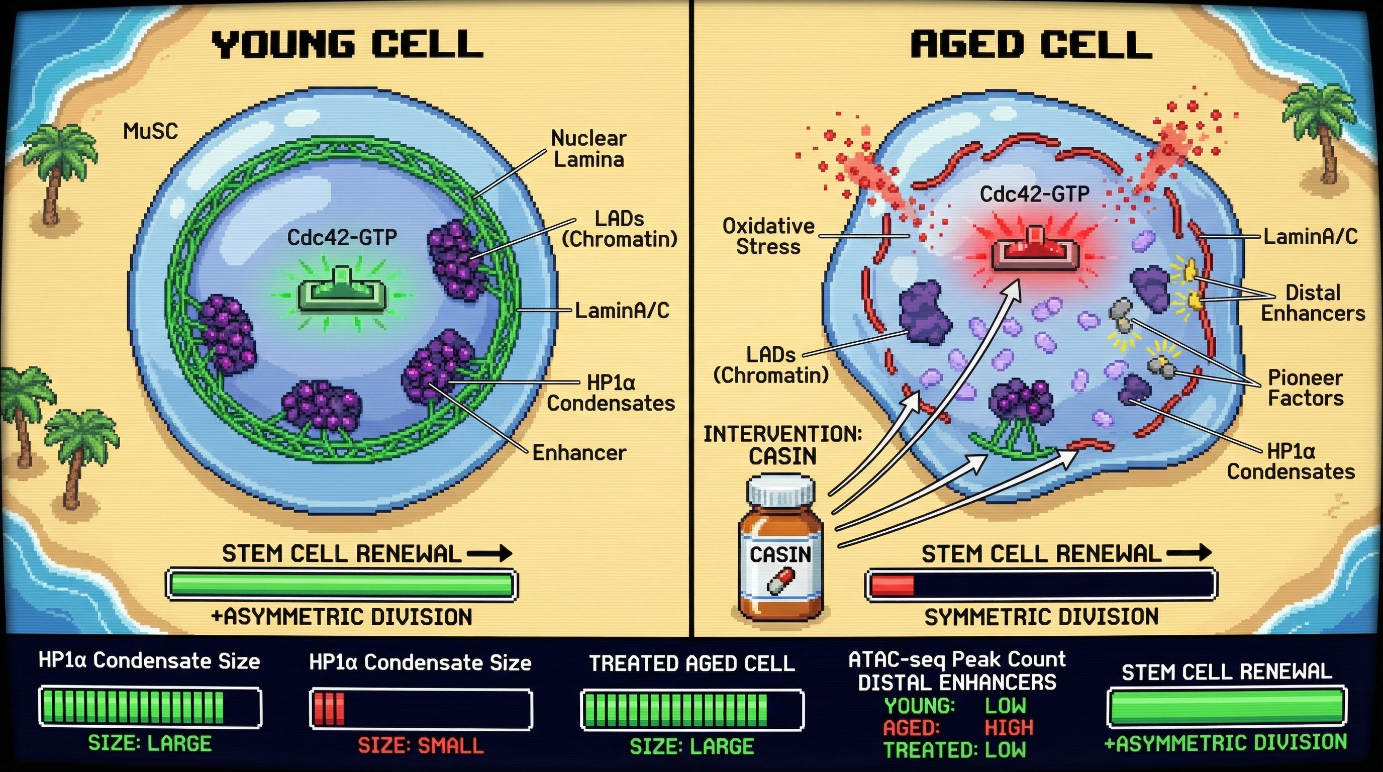 Mechanism: Age-dependent Cdc42 activation hyperphosphorylates LaminA/C, detaching LADs and disrupting HP1α phase separation, which exposes distal enhancers and causes transcriptional noise. Readout: Readout: Cdc42 inhibition with CASIN restores HP1α condensate formation, reduces distal enhancer accessibility, and re-establishes asymmetric stem cell division patterns.