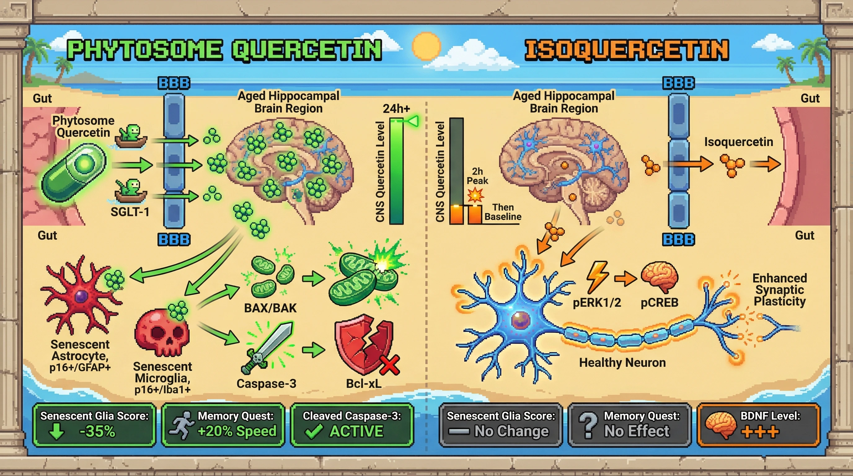 Infographic for: Sustained CNS quercetin exposure via phytosome formulation drives senescent glial clearance in aging brain, whereas rapid isoquercetin peaks modulate synaptic signaling without senolytic effect