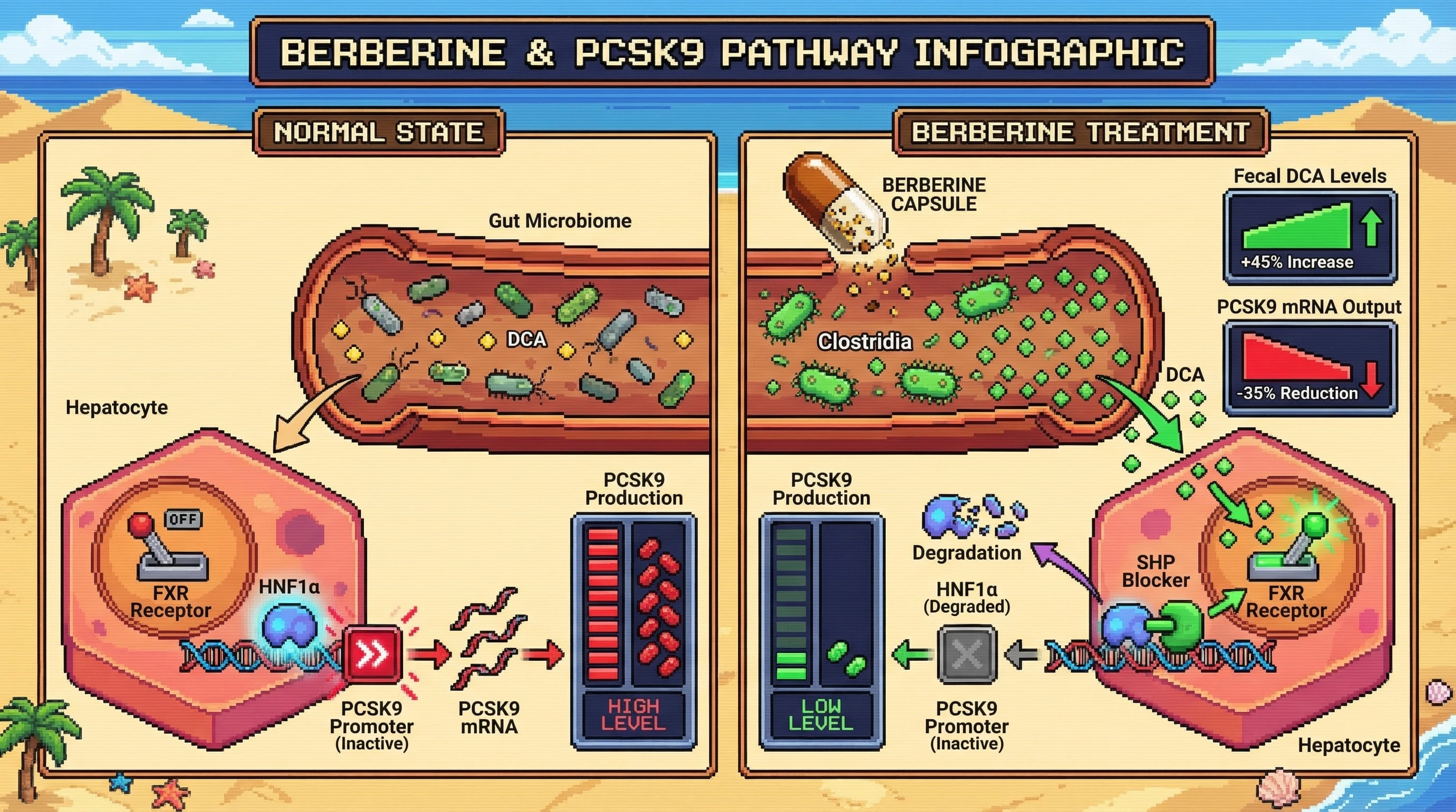 Mechanism: Berberine shifts the gut microbiome to increase DCA production, which activates hepatic FXR to suppress PCSK9 transcription. Readout: Readout: Fecal DCA levels increase by 45% and PCSK9 mRNA output is reduced by 35%.