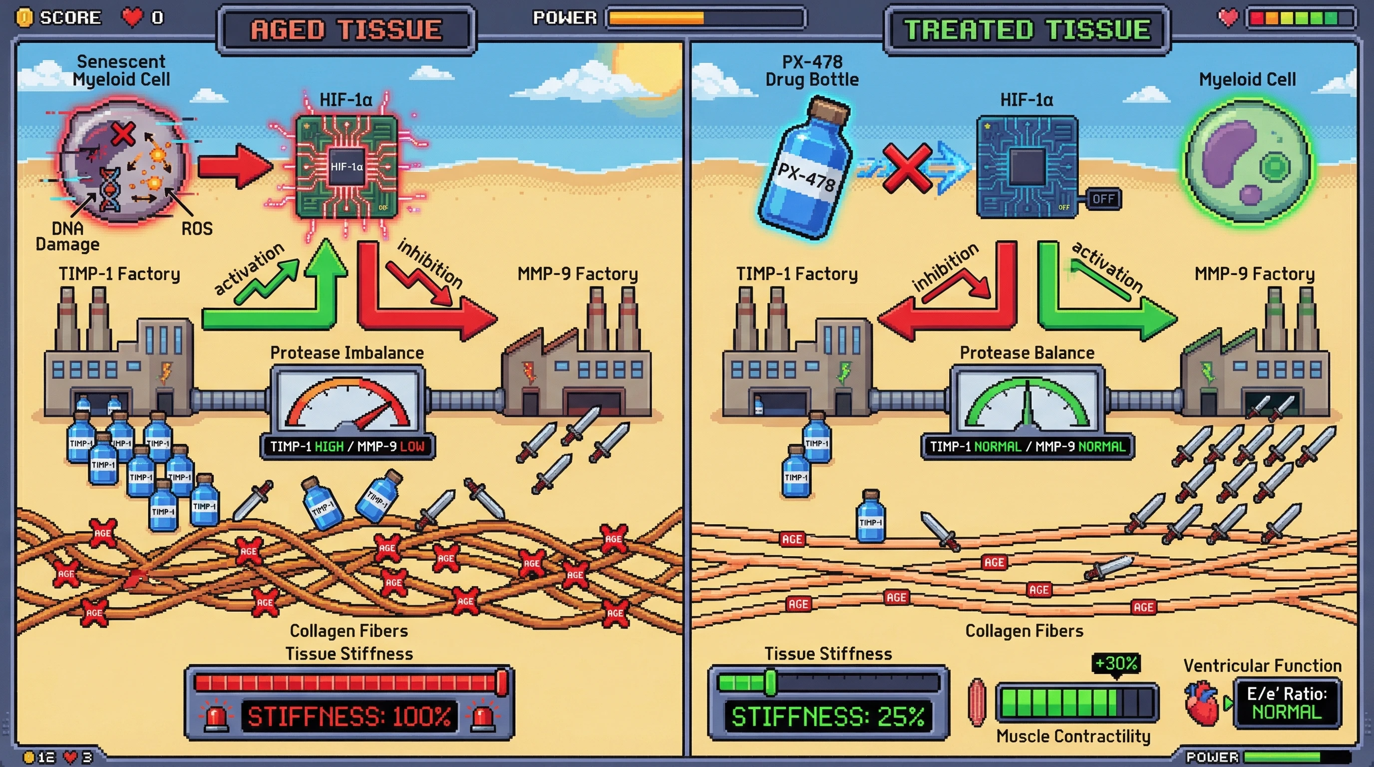 Infographic for: Senescent Myeloid Cells Drive Tissue Stiffening via HIF-1α–Mediated TIMP-1 Upregulation and MMP-9 Suppression