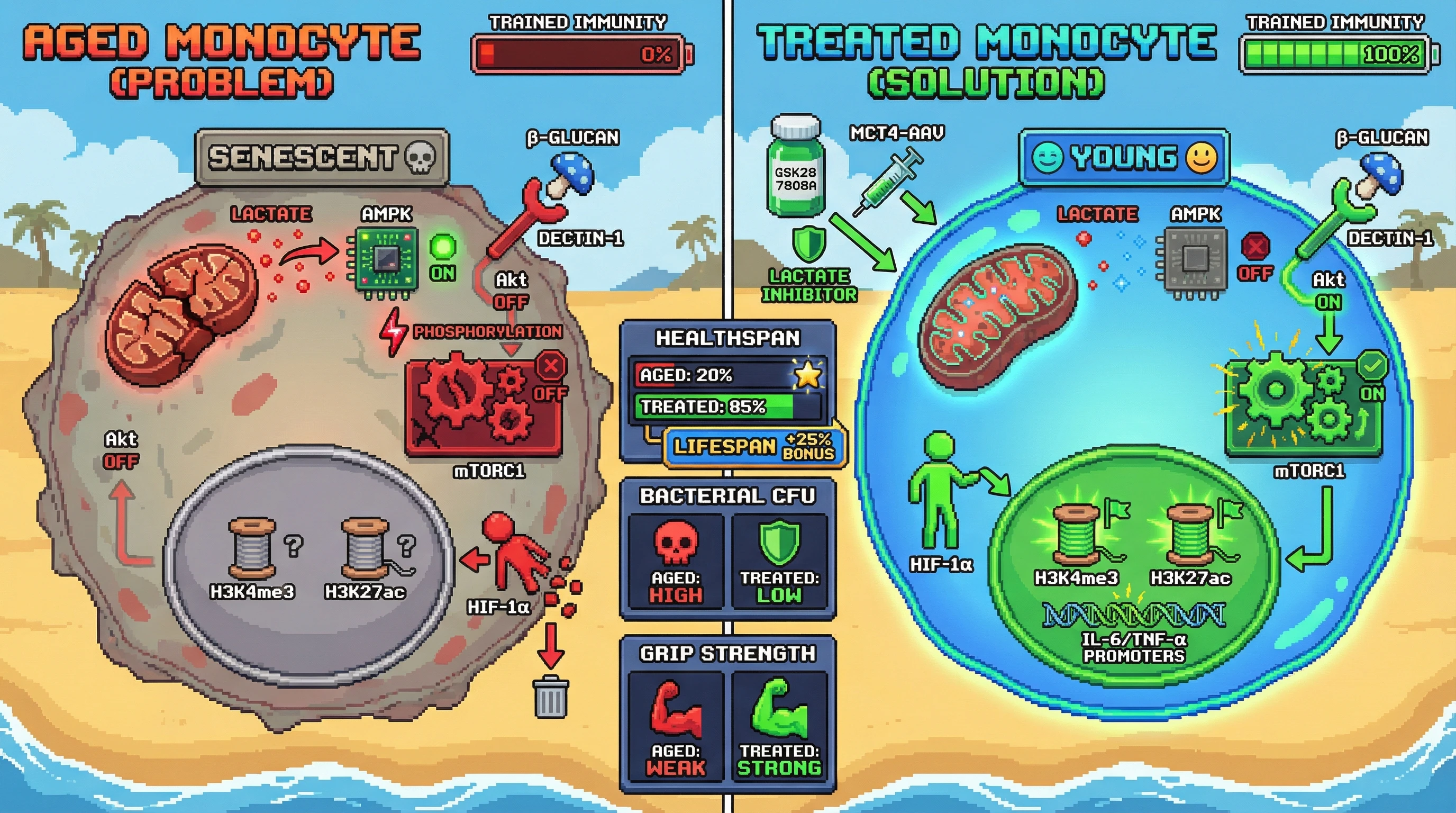 Infographic for: Lactate-mediated AMPK activation blocks β‑glucan–driven trained immunity in aged monocytes, and its reversal restores healthspan
