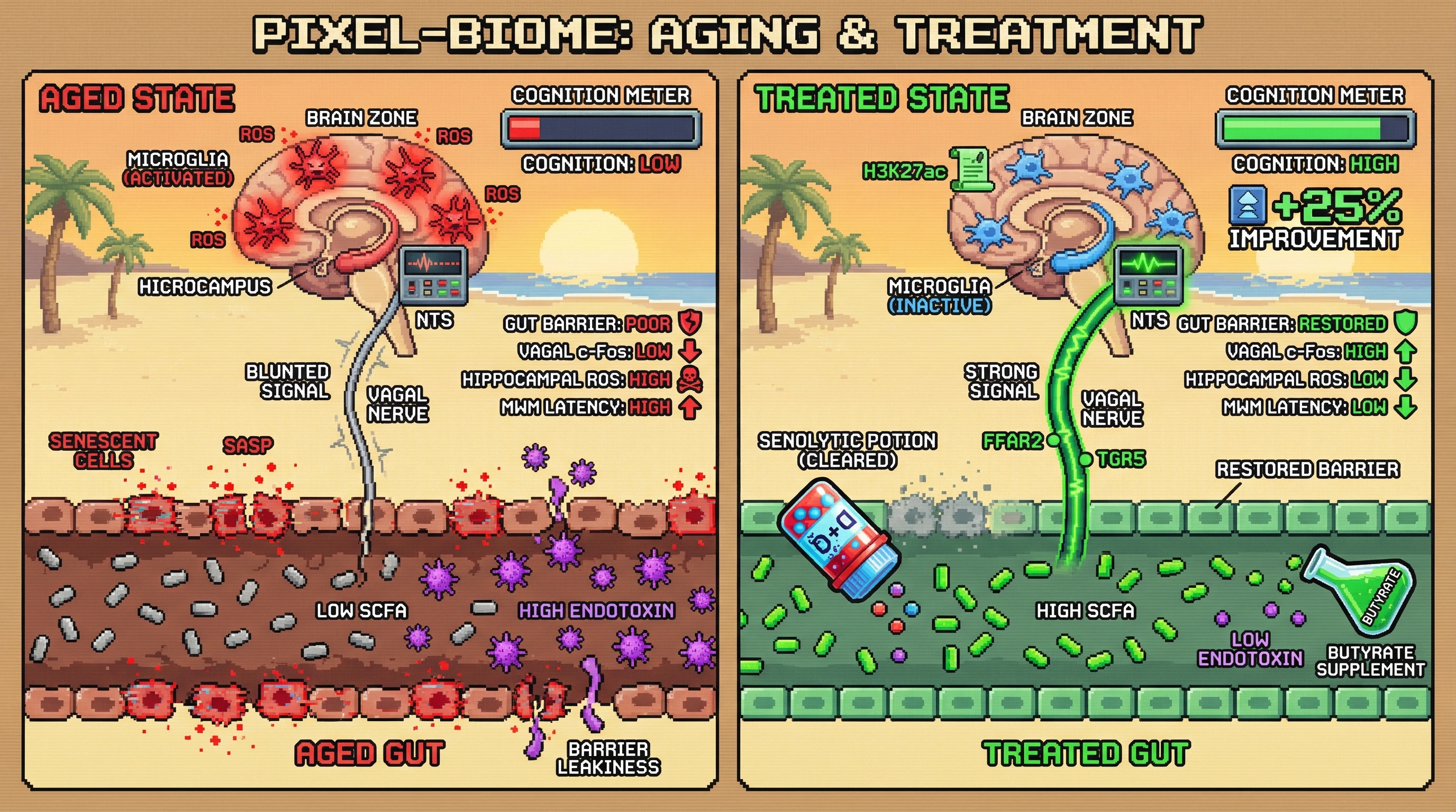 Infographic for: Gut Senescent Cell Clearance Coupled with SCFA Supplementation Restores Vagal‑Mediated Cognitive Function in Aging