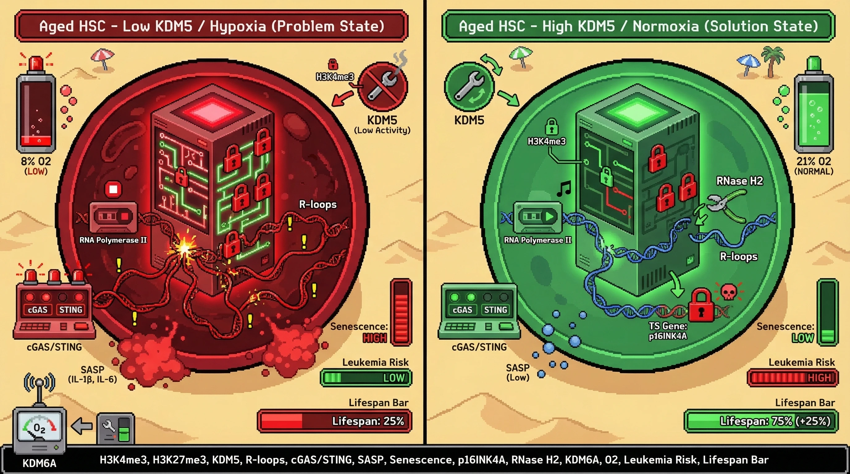 Infographic for: KDM5as a redox-sensitive rheostat governing bivalent domain fate in aged hematopoietic stem cells