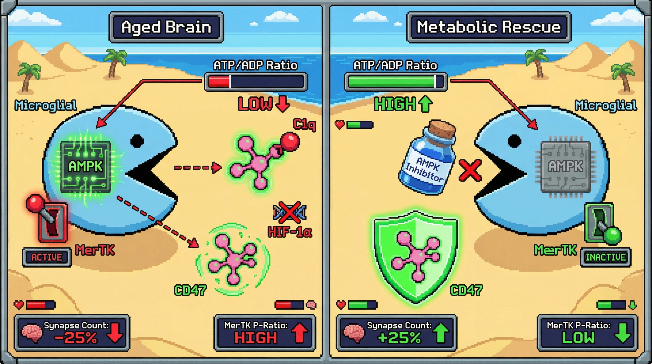 Mechanism: In aging, low synaptic ATP/ADP ratio activates microglial AMPK, which increases MerTK phosphorylation and suppresses CD47, leading to synaptic pruning. Readout: Readout: Inhibiting microglial AMPK preserves synapse count by 25% and reduces MerTK P-Ratio.