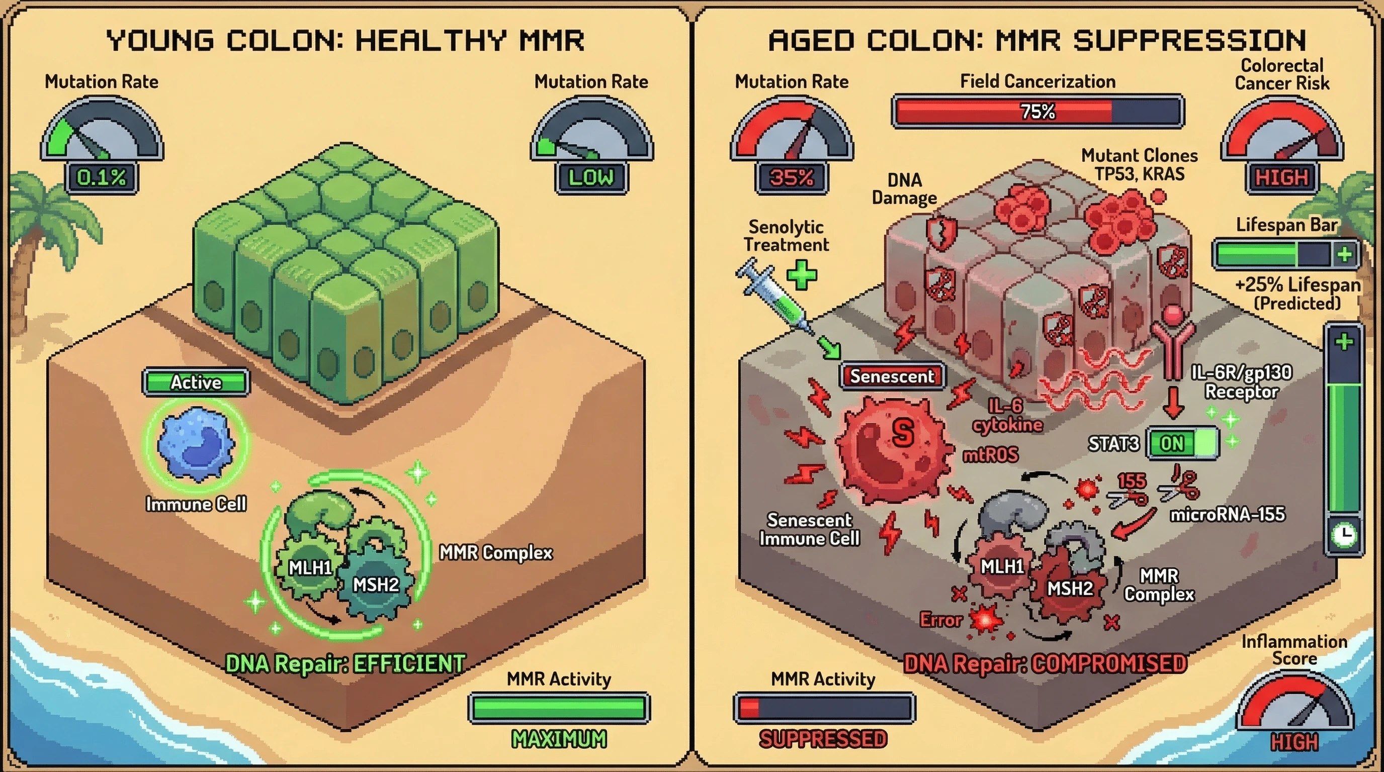 Infographic for: Immune Senescence Drives Colonic Field Cancerization via Mitochondrial ROS‑Mediated Mismatch Repair Suppression