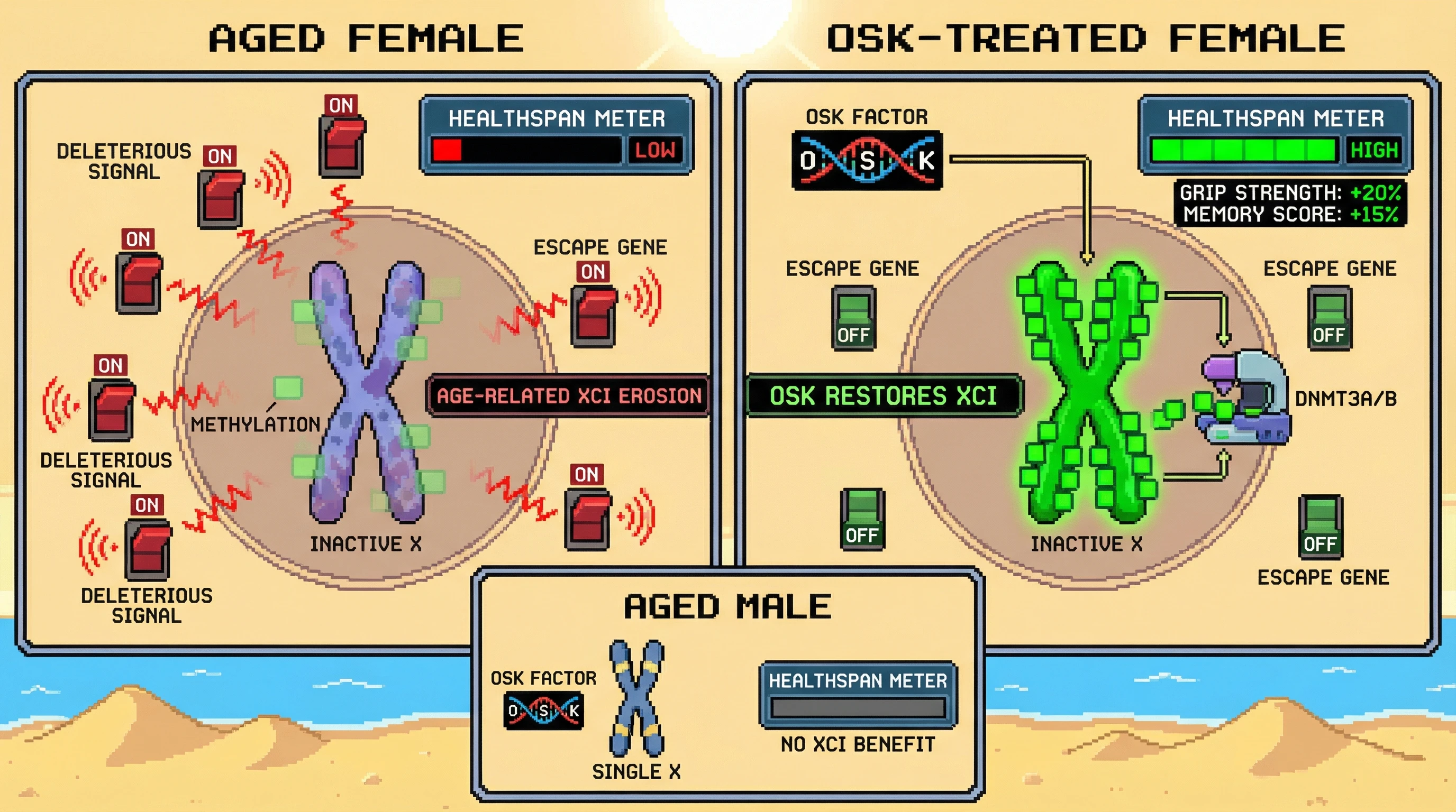 Mechanism: OSK factors restore DNA methylation on the inactive X chromosome in aged females, silencing genes that escape inactivation with age. Readout: Readout: This leads to improved healthspan metrics like grip strength and memory, with no comparable XCI-specific benefit observed in males.