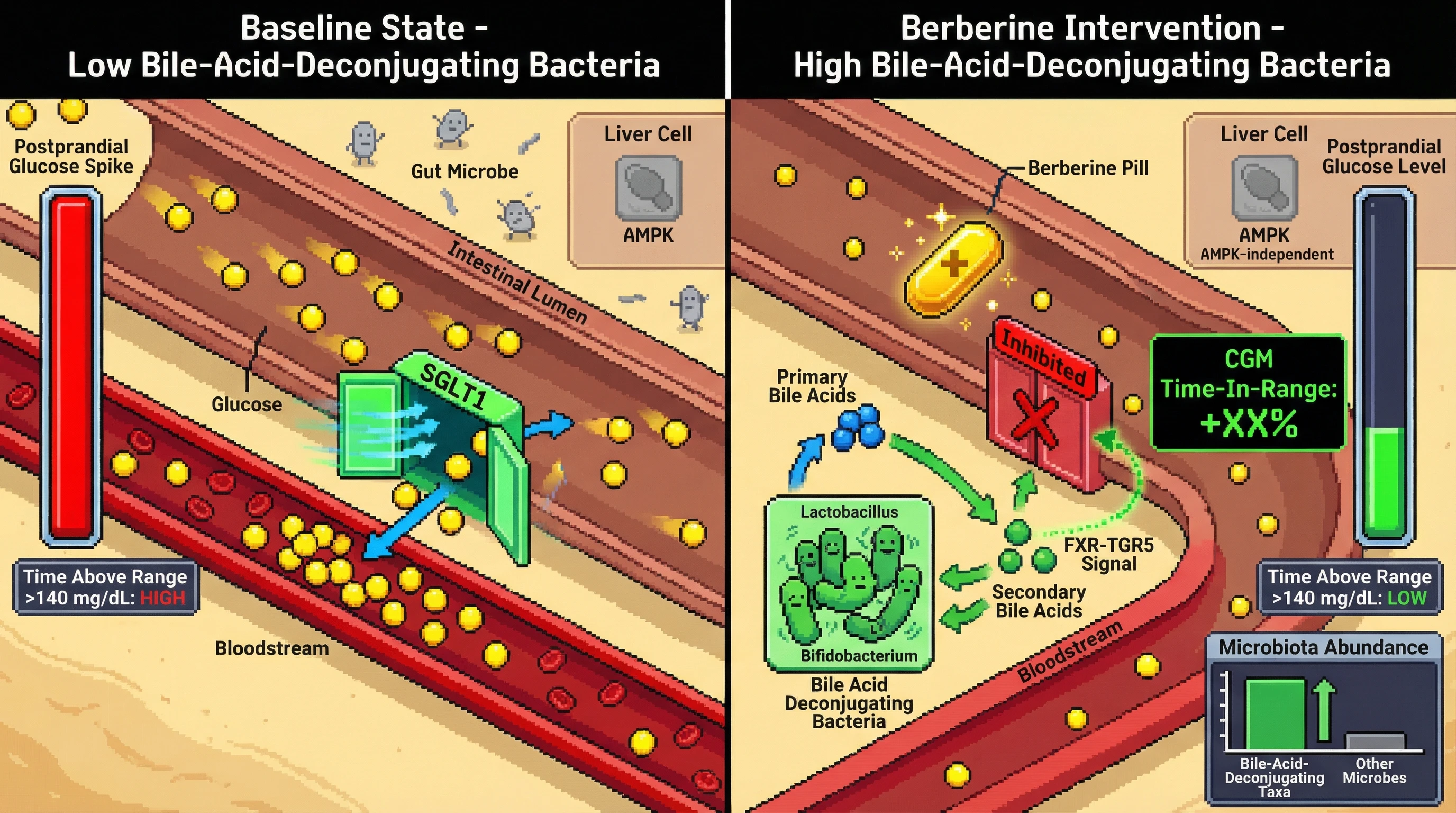 Mechanism: Berberine directly inhibits intestinal SGLT1, reducing postprandial glucose absorption independently of AMPK, with its efficacy modulated by baseline gut microbiota that transform bile acids. Readout: Readout: Individuals with higher baseline bile-acid-deconjugating bacteria show a greater reduction in postprandial glucose peaks and improved CGM time-in-range.
