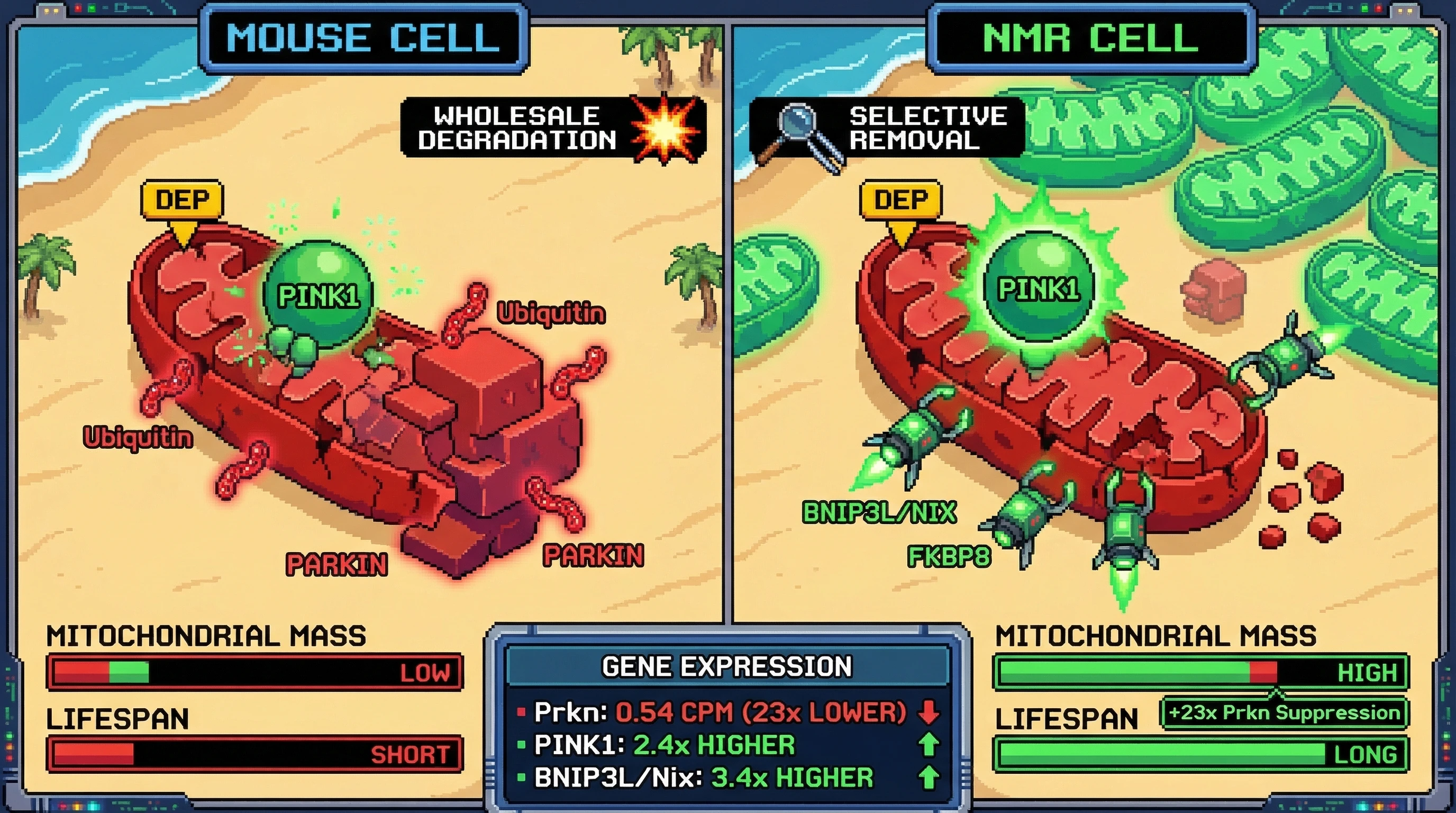 Infographic for: Naked Mole-Rats Suppress Parkin 23-Fold Across All Tissues While Maintaining PINK1—Evidence for a Longevity-Linked Mitophagy Switch