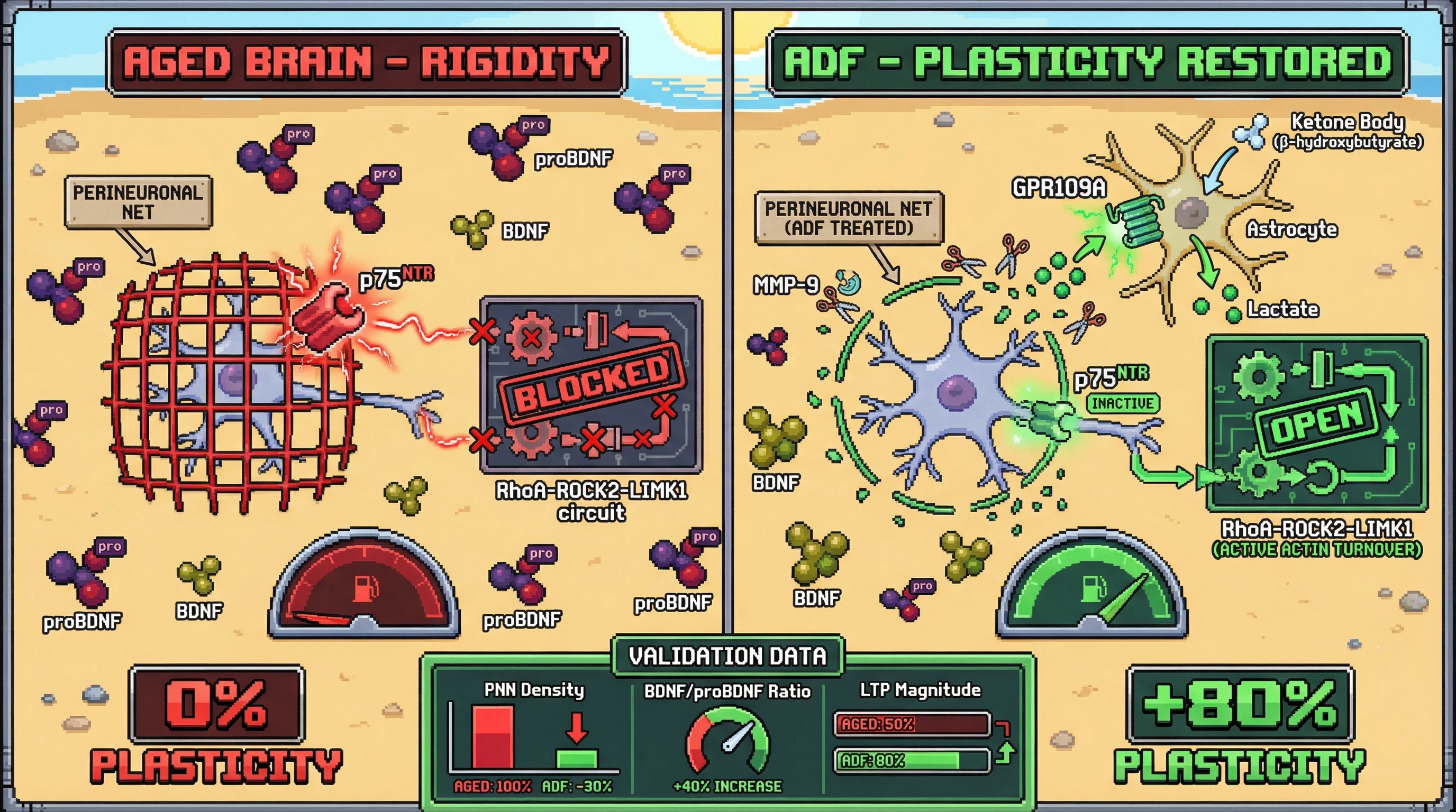 Infographic for: Intermittent Metabolic Oscillations Reverse Age-Related Neural Rigidity by Ketone-Driven Matrix Metalloproteinase Activation and p75^NTR Downregulation
