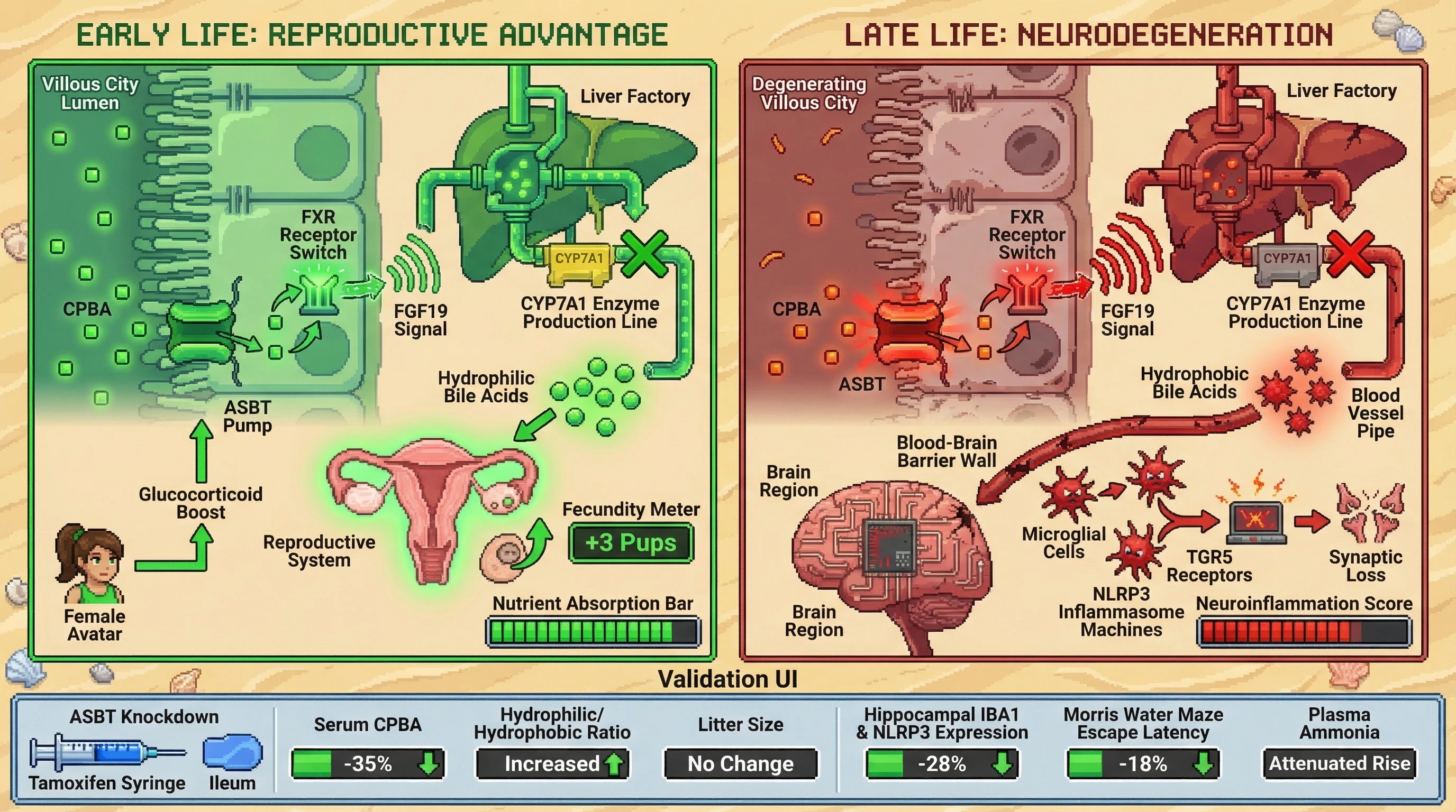 Mechanism: Age-dependent ASBT upregulation in the gut promotes early-life reproductive fitness but later shifts the bile acid pool to drive neuroinflammation. Readout: Readout: Conditional ASBT knockdown reduces serum CPBAs and neuroinflammatory markers without impacting early reproductive output, improving cognitive function.