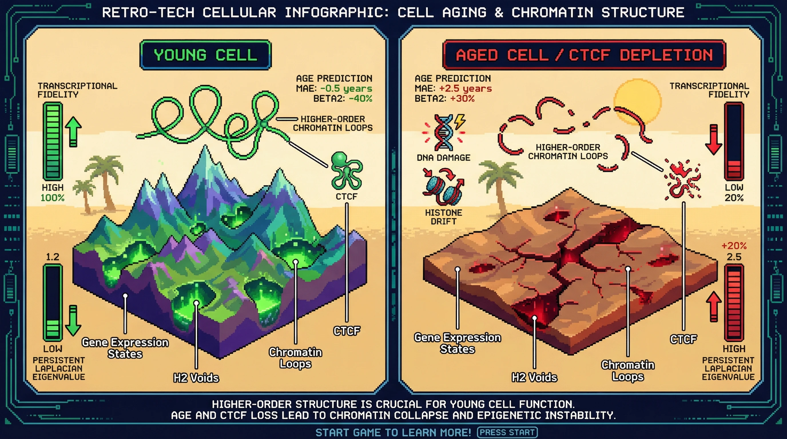 Mechanism: Aging or CTCF depletion collapses higher-order chromatin loops, leading to a loss of H2 voids in the gene expression landscape. Readout: Readout: This 'topological simplification' manifests as a +20% increase in persistent Laplacian eigenvalues, a -40% decrease in Betti number β2, and improves age prediction by 0.5 years MAE.