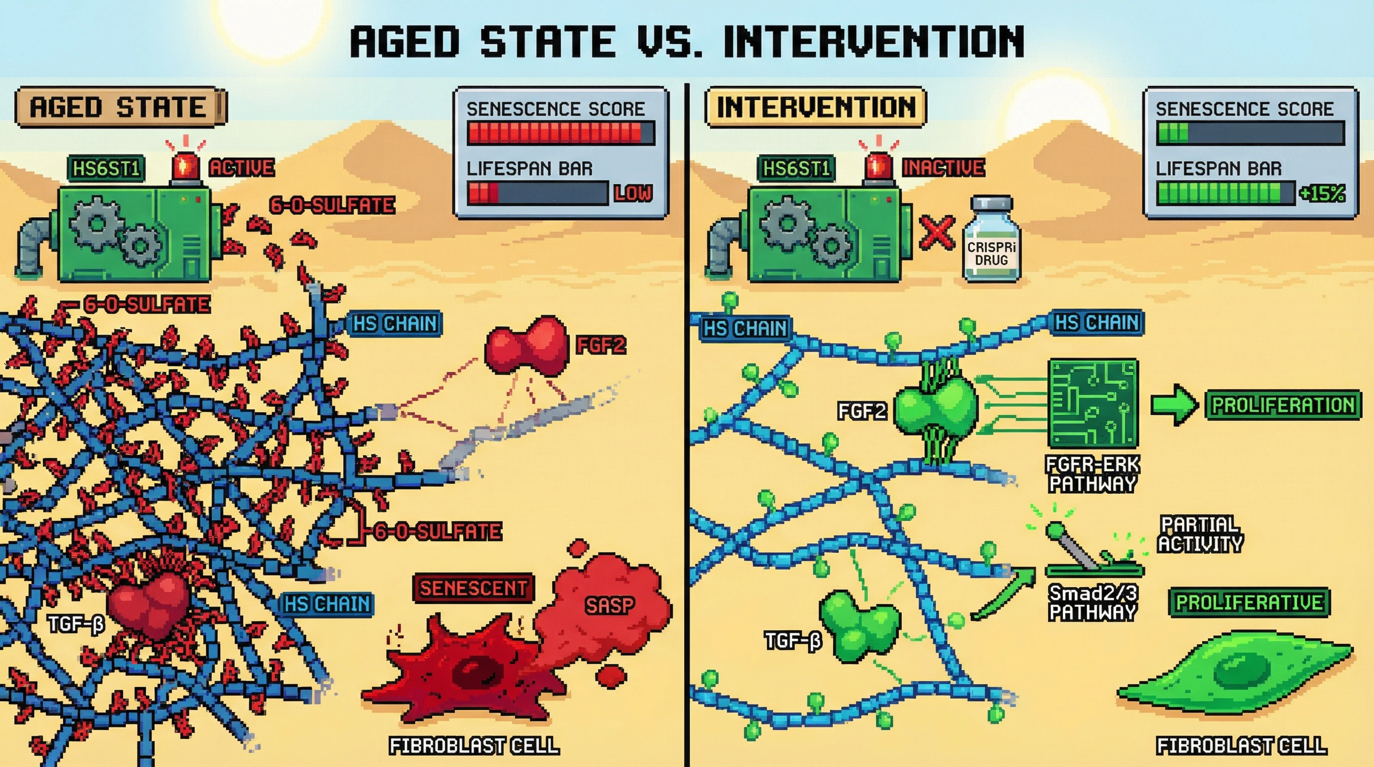 Mechanism: Aging increases ECM heparan sulfate 6-O-sulfation via HS6ST1, which shifts growth factor binding towards senescence. Readout: Readout: HS6ST1 inhibition reduces 6-O-sulfation, lowers senescence markers, and extends median lifespan by approximately 15%.