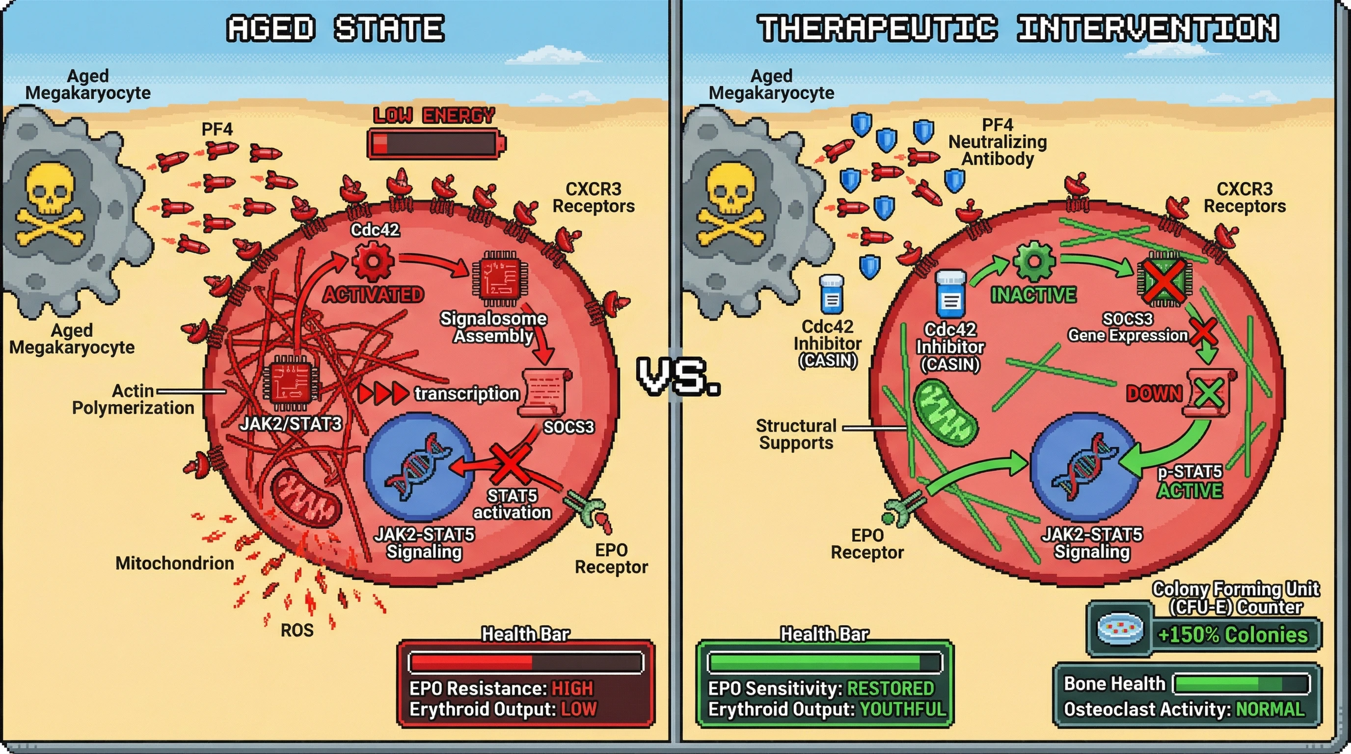 Infographic for: PF4-Driven SOCS3 Upregulation Mediates EPO Resistance in Aged Erythroid Progenitors via Cdc42-Dependent Actin Remodeling