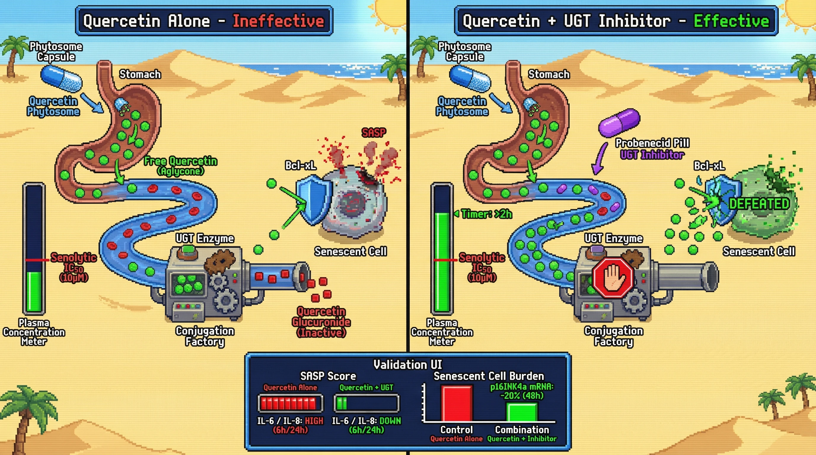 Infographic for: Phytosome quercetin combined with transient glucuronidase inhibition yields sufficient free aglycone plasma concentrations to engage senolytic targets and reduce SASP in humans