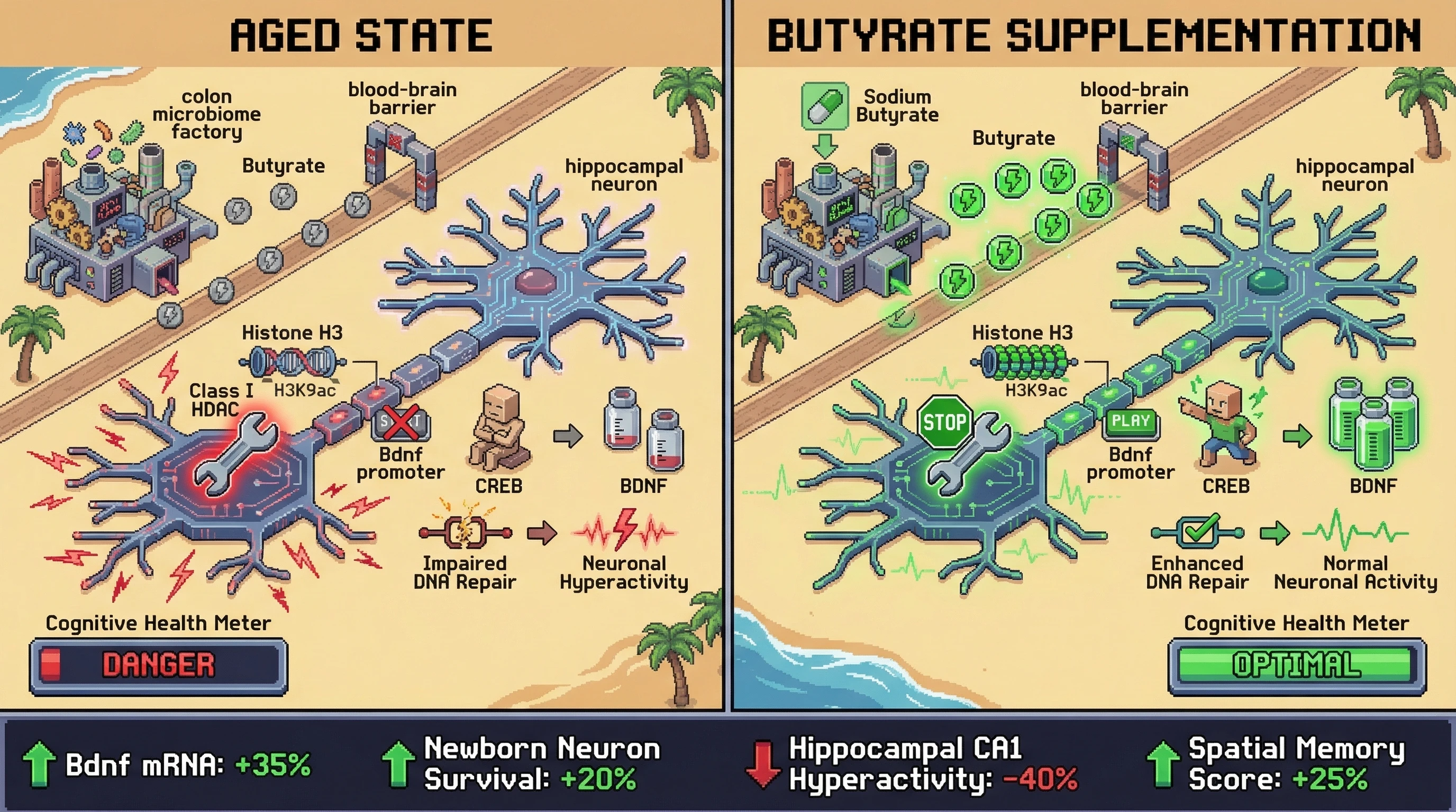 Infographic for: Butyrate‑Dependent HDAC Inhibition Gates Activity‑Dependent Neuronal Quality Control in Aging