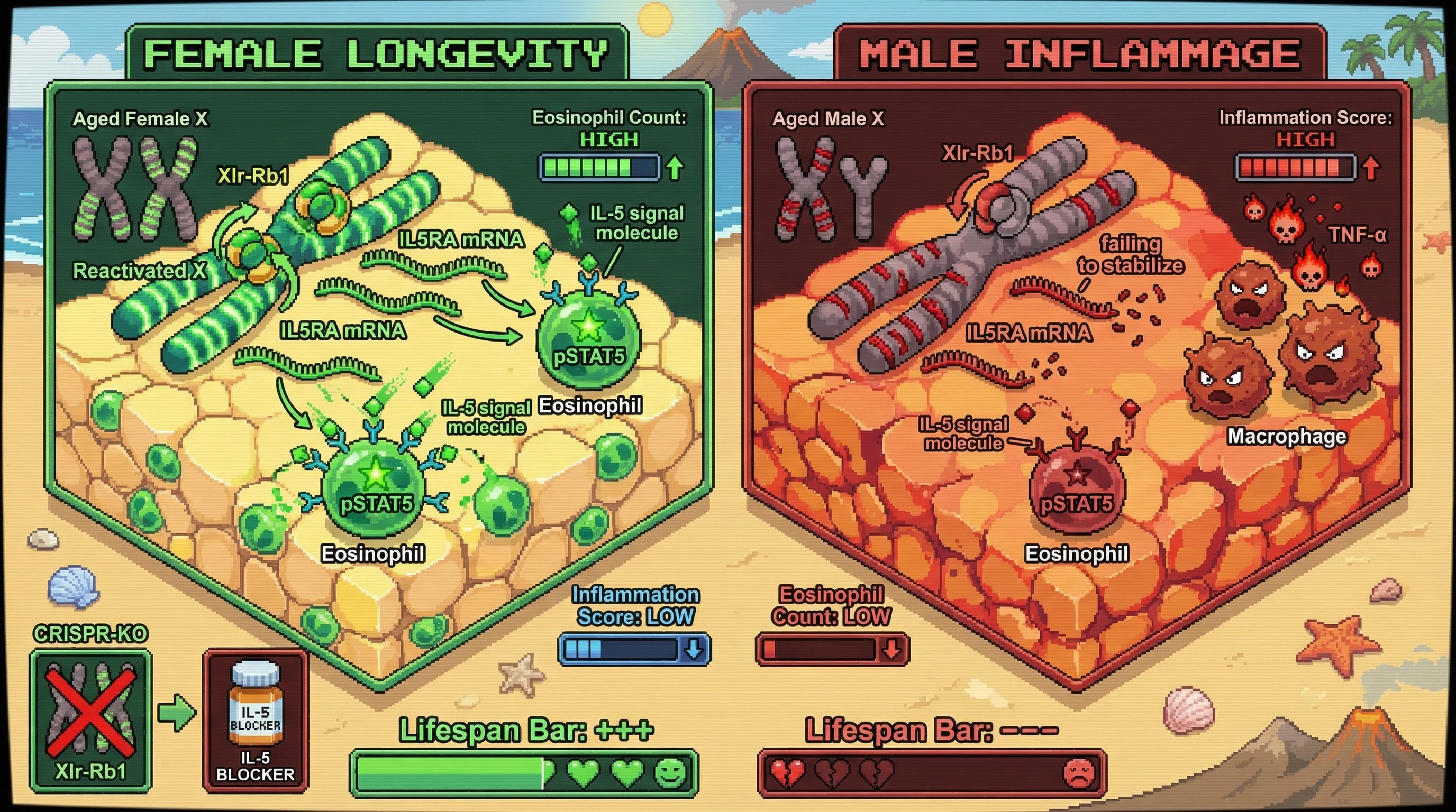 Infographic for: X‑linked escapees set eosinophil IL‑5 sensitivity to drive a female longevity advantage