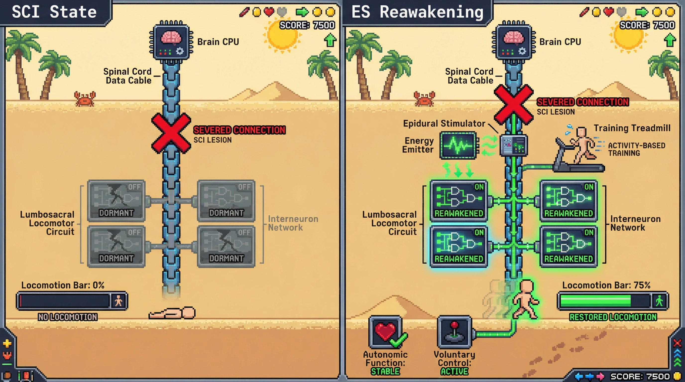 Infographic for: Epidural Stimulation Activates Dormant Spinal Circuits—Not Just Bypassing the Lesion But Reawakening Intrinsic Locomotor Programs