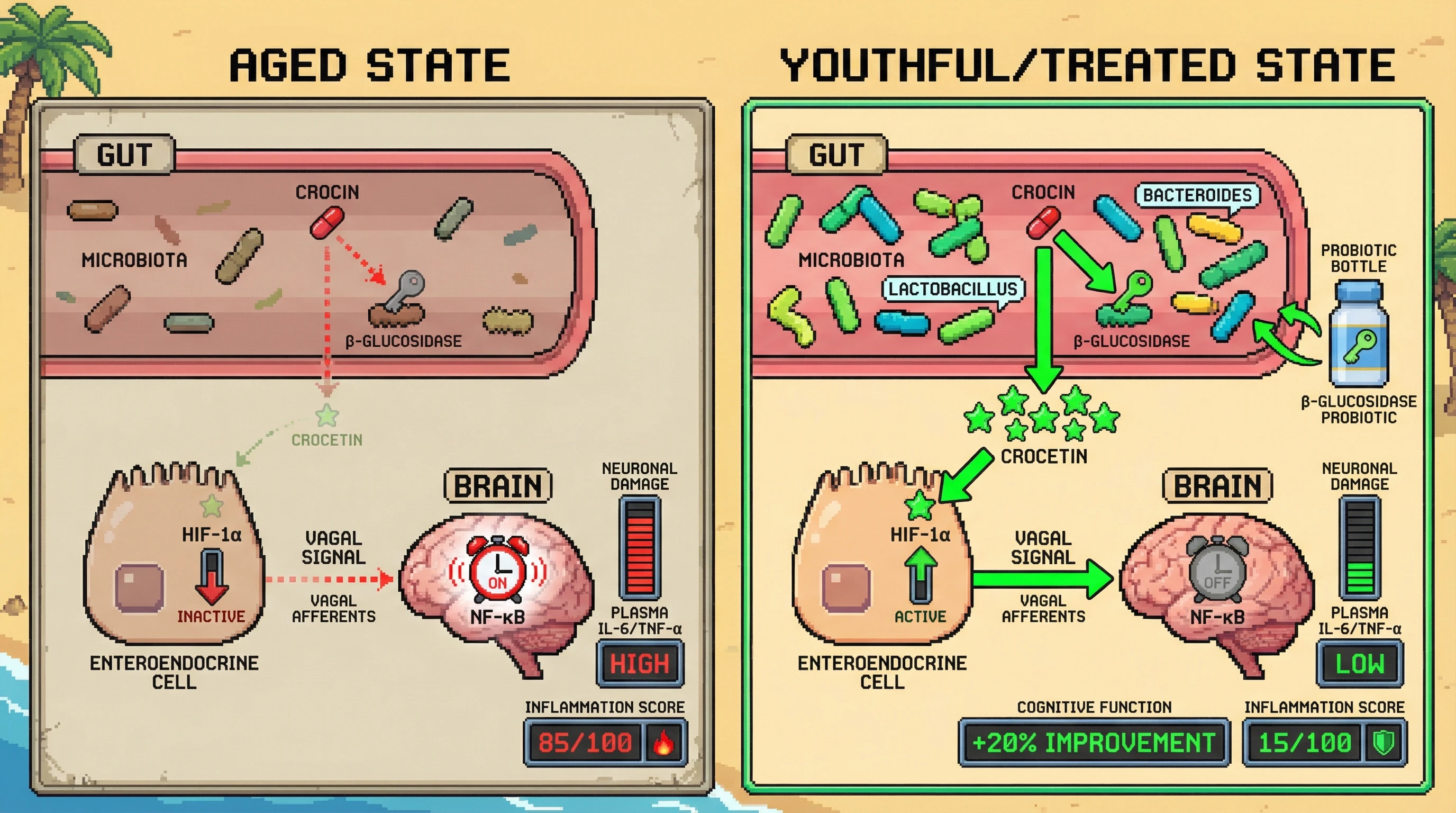 Infographic for: Age-related loss of microbial β-glucosidase activity blunts crocetin‑driven HIF‑1α signaling in gut enteroendocrine cells, disrupting the gut‑brain anti‑inflammatory axis