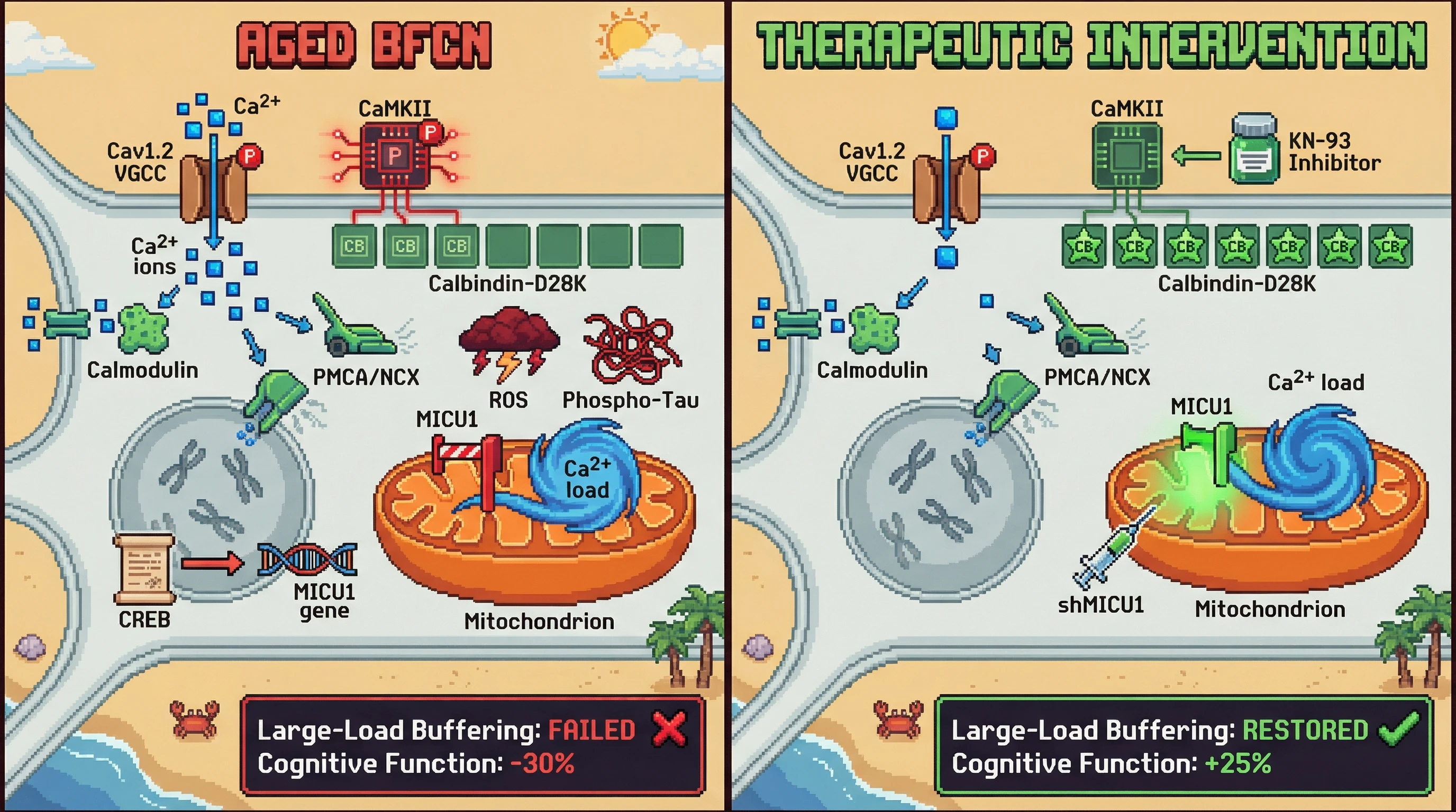 Infographic for: CB Loss Drives a CaMKII‑Dependent VGCC Remodeling that Creates a Dual‑Buffering Phenotype in Aged Basal Forebrain Cholinergic Neurons