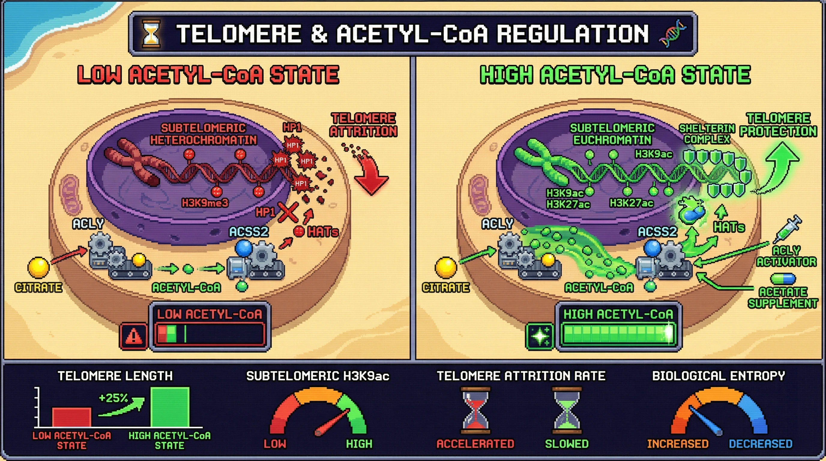 Mechanism: Elevated nuclear acetyl-CoA, driven by ACLY and ACSS2, promotes subtelomeric histone acetylation (H3K9ac/H3K27ac) via HATs, leading to open chromatin and telomere protection. Readout: Readout: This results in significantly reduced telomere shortening per division and decreased epigenetic entropy, contrasting with low acetyl-CoA states that accelerate attrition.
