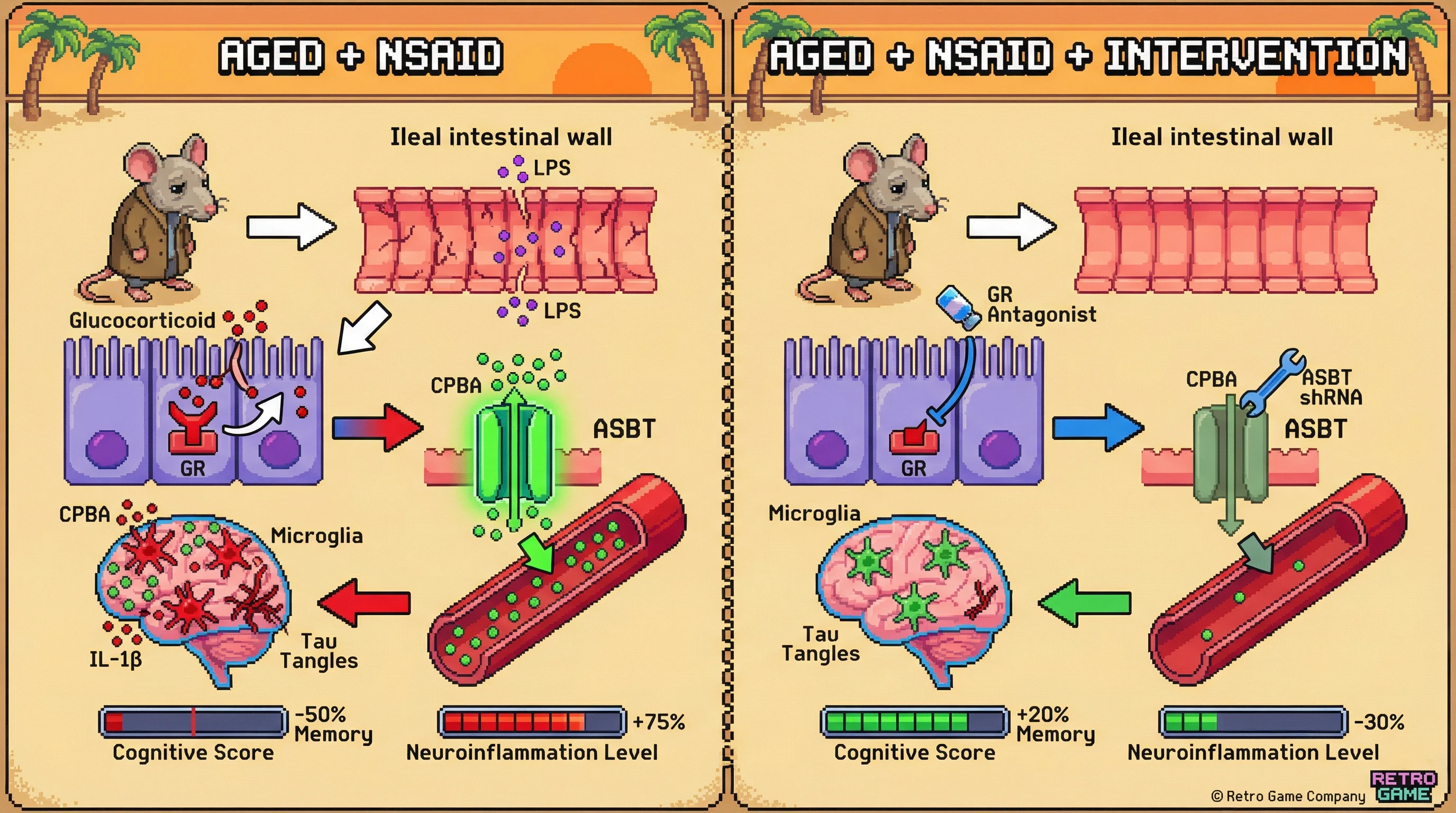 Mechanism: Chronic NSAID use in aged individuals amplifies ASBT expression via glucocorticoids, leading to excessive conjugated primary bile acid (CPBA) accumulation in the brain. Readout: Readout: This process drives neuroinflammation and cognitive decline, which can be mitigated by GR antagonists or ASBT knockdown, improving memory scores and reducing inflammation markers.