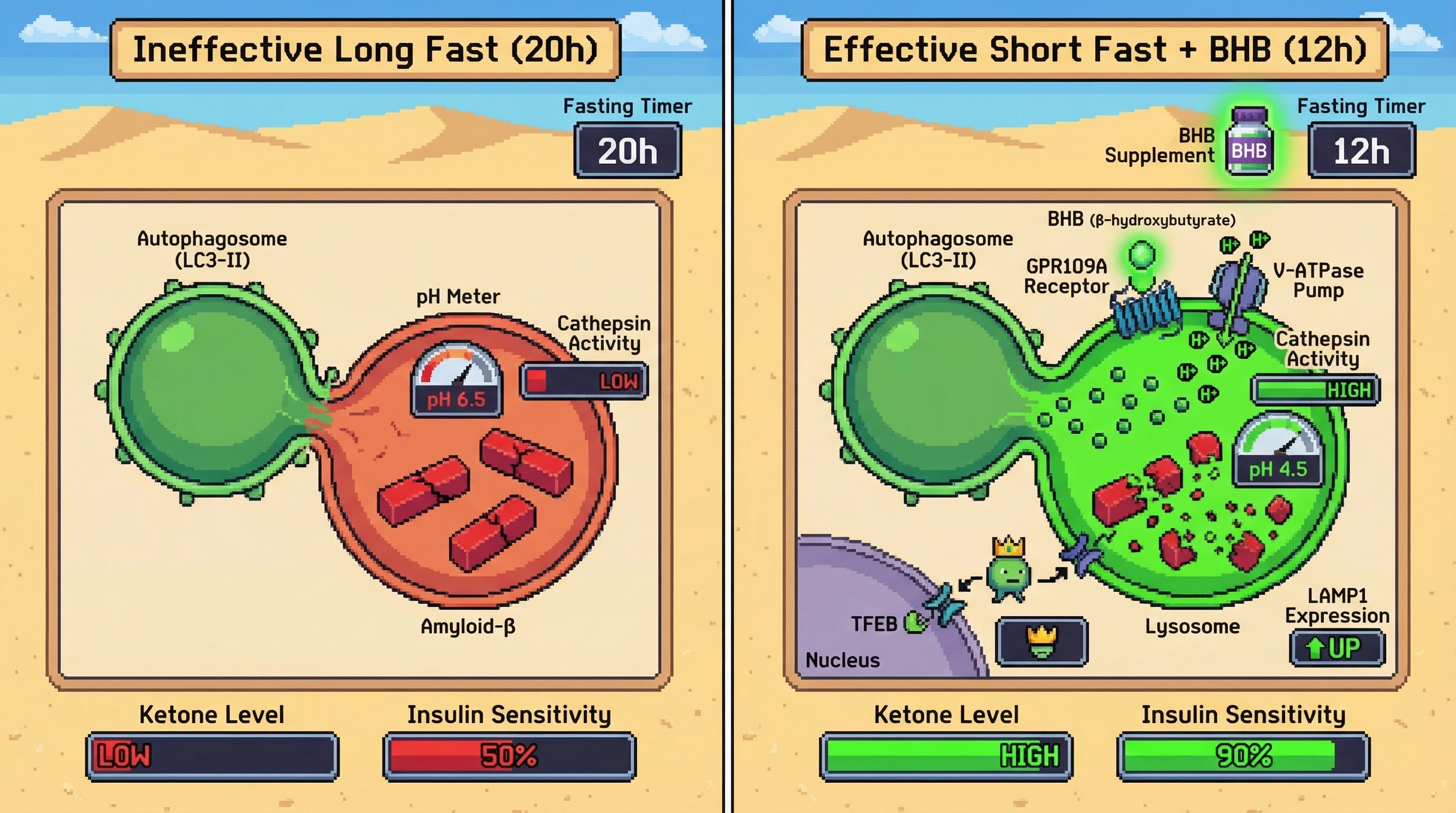 Infographic for: Ketone‑driven lysosomal priming uncouples autophagic flux from fasting duration, explaining metabolic benefits of short intermittent fasts