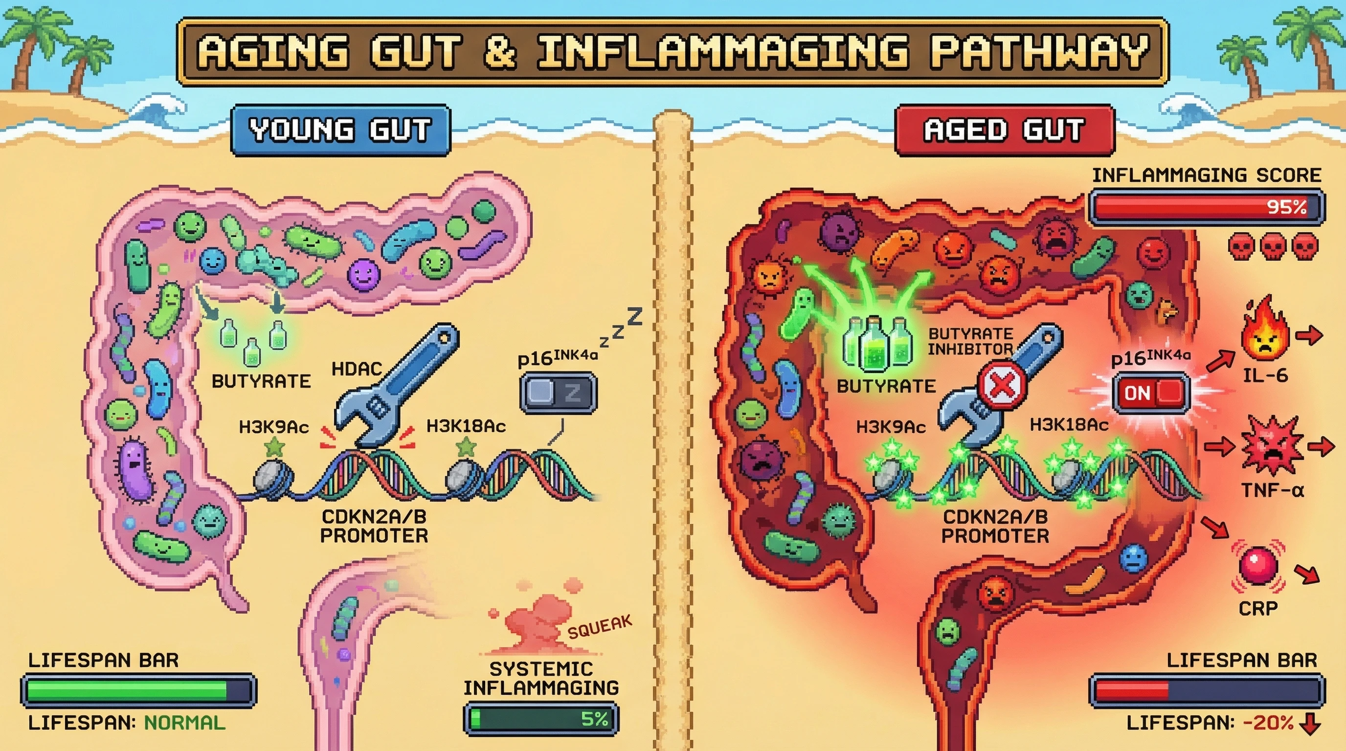 Mechanism: Increased microbial butyrate in the aged gut inhibits HDACs, leading to epigenetic activation of the CDKN2A/B promoter and p16INK4a upregulation. Readout: Readout: This drives systemic inflammaging, marked by elevated IL-6, TNF-α, and CRP, and a reduced lifespan.