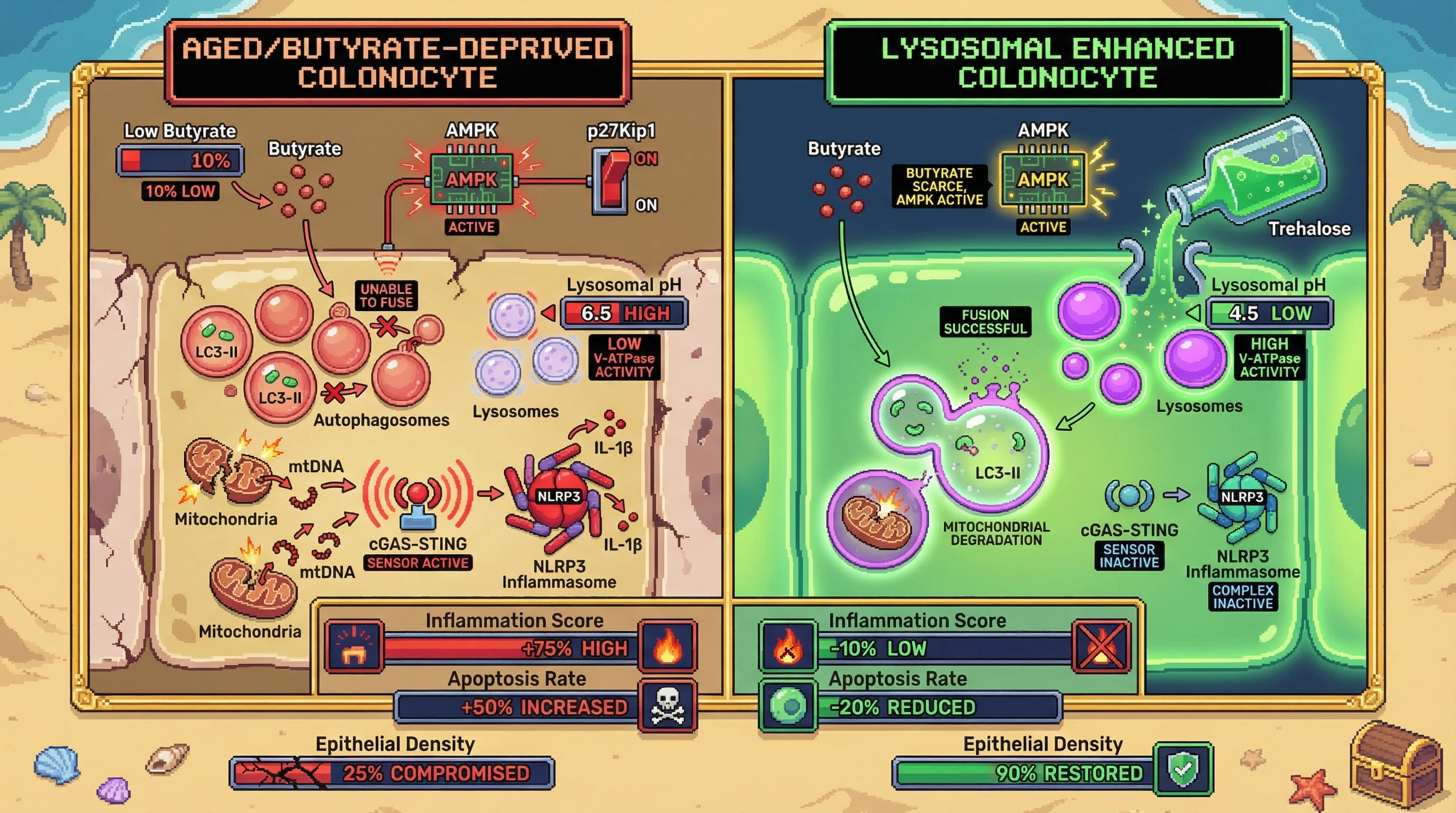 Mechanism: In aged colonocytes with low butyrate, stalled autophagic flux leads to damaged mitochondria and activation of cGAS-STING and NLRP3 inflammasomes, causing inflammation and cell loss. Readout: Readout: Lysosomal enhancement with trehalose reduces inflammasome activity and apoptosis, restoring epithelial cell density despite persistent butyrate scarcity.