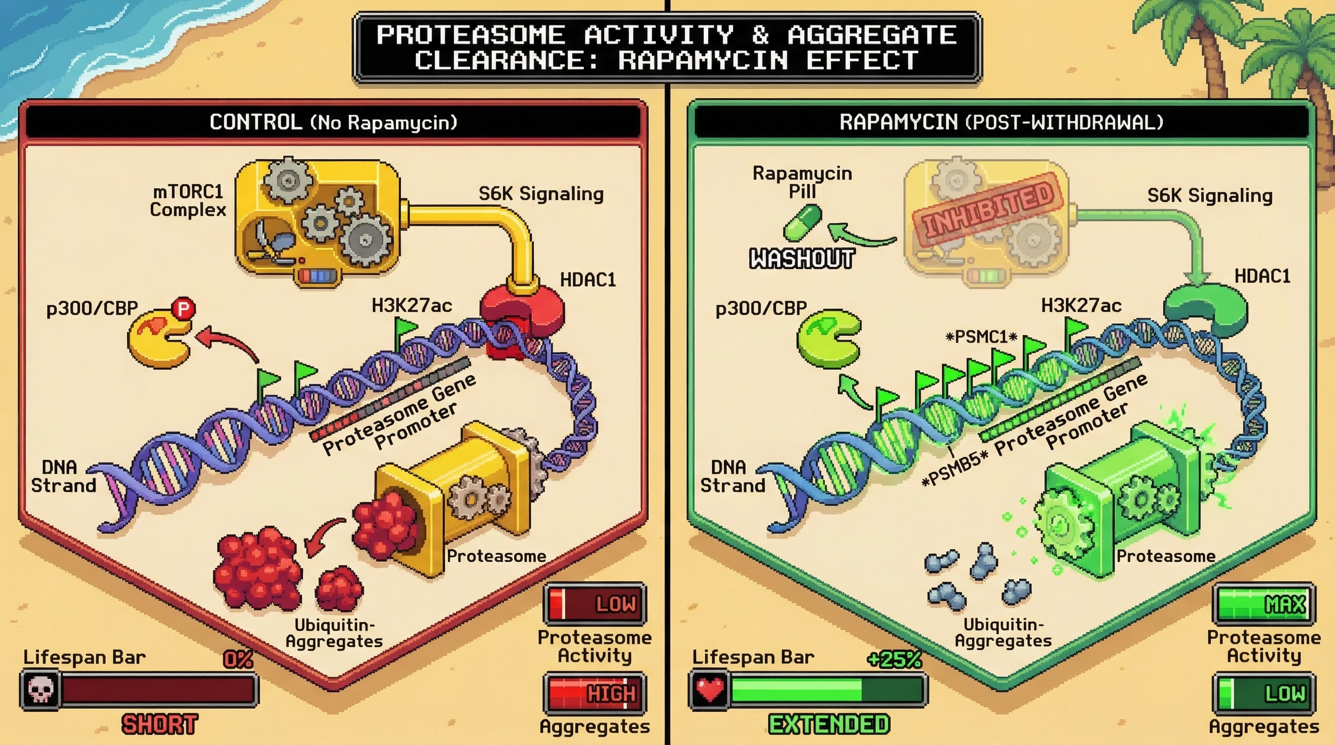 Mechanism: Rapamycin transiently inhibits mTORC1, which durably increases p300/CBP activity and reduces HDAC1 recruitment at proteasome gene promoters, leading to sustained H3K27ac marks and enhanced proteasome activity post-withdrawal. Readout: Readout: This epigenetic remodeling reduces ubiquitin-positive aggregates and increases the lifespan bar by +25% even after rapamycin is cleared.