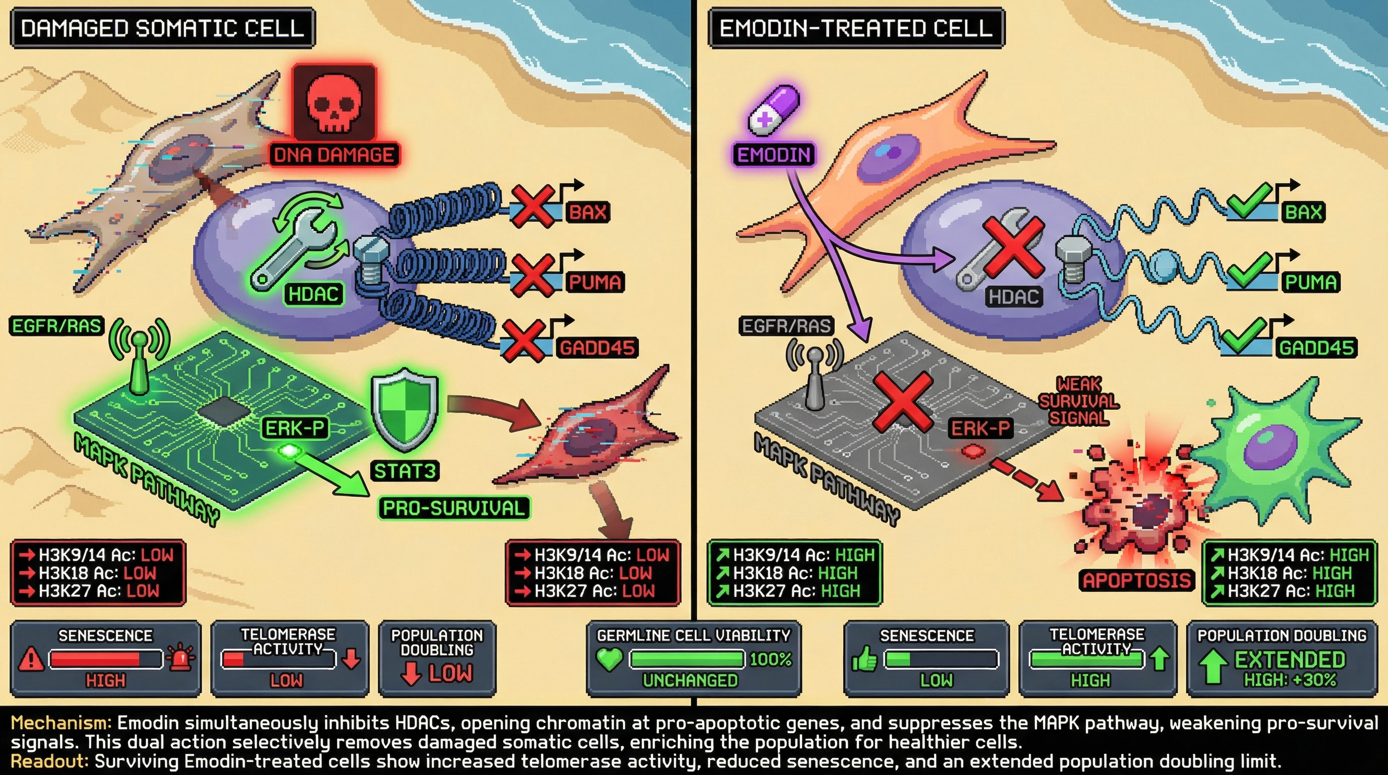 Infographic for: Emodin triggers germline‑quality control in somatic cells by coupling HDAC‑driven chromatin opening with MAPK‑pathway dampening to selectively remove damaged cells and extend replicative capacity