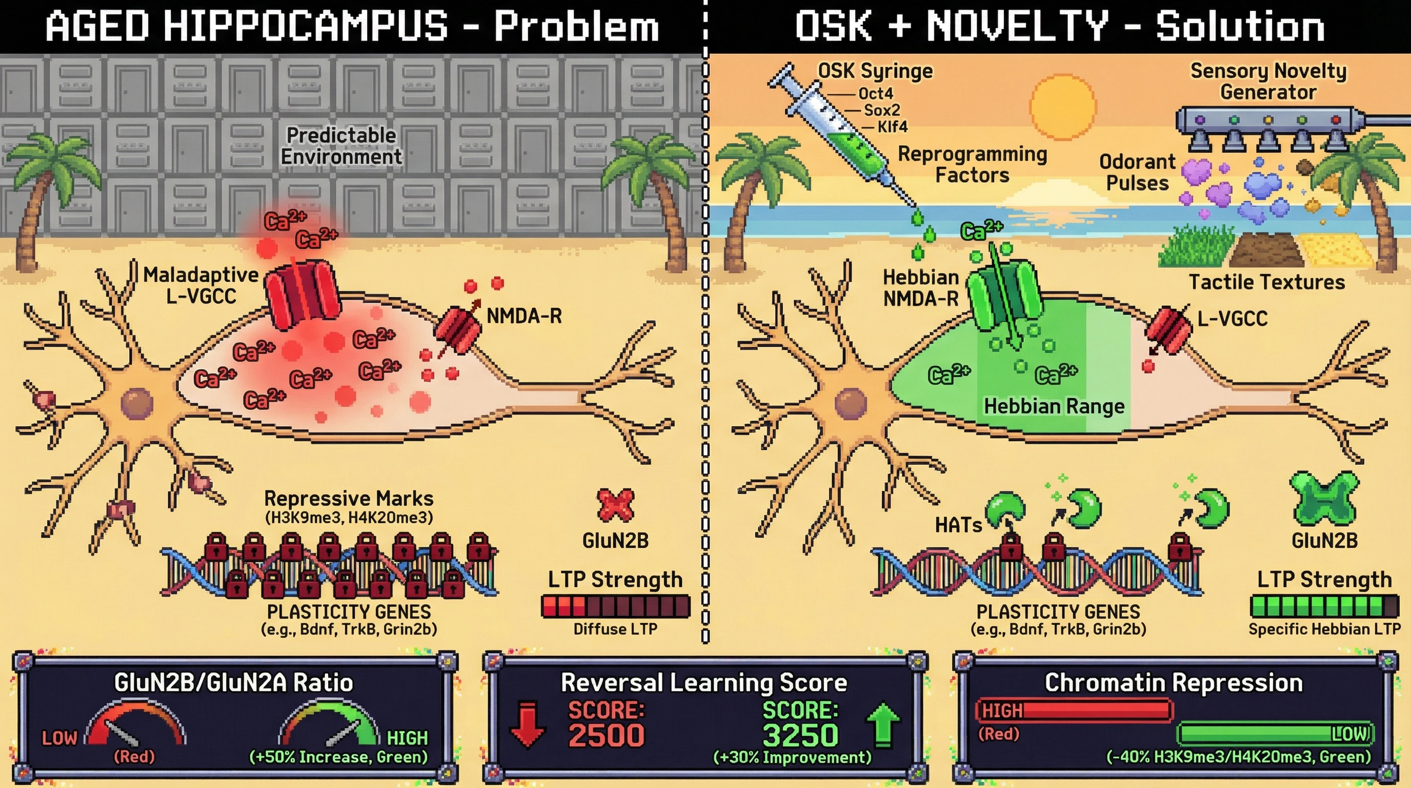 Infographic for: Intermittent Sensory Novelty Combined with Pulsed OSK Prevents Epigenetic Over-Consolidation and Restores Hebbian Plasticity in Aged Hippocampus